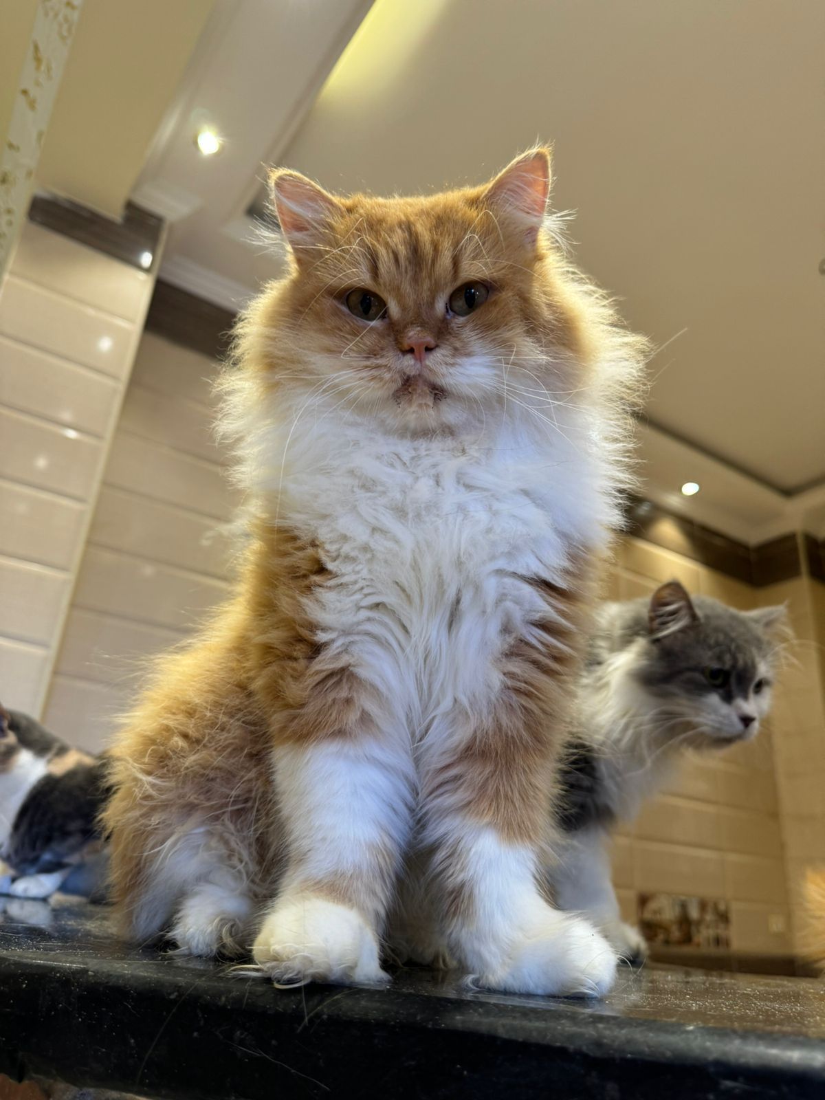 Adopt BUNNY Today Find Paw Pal