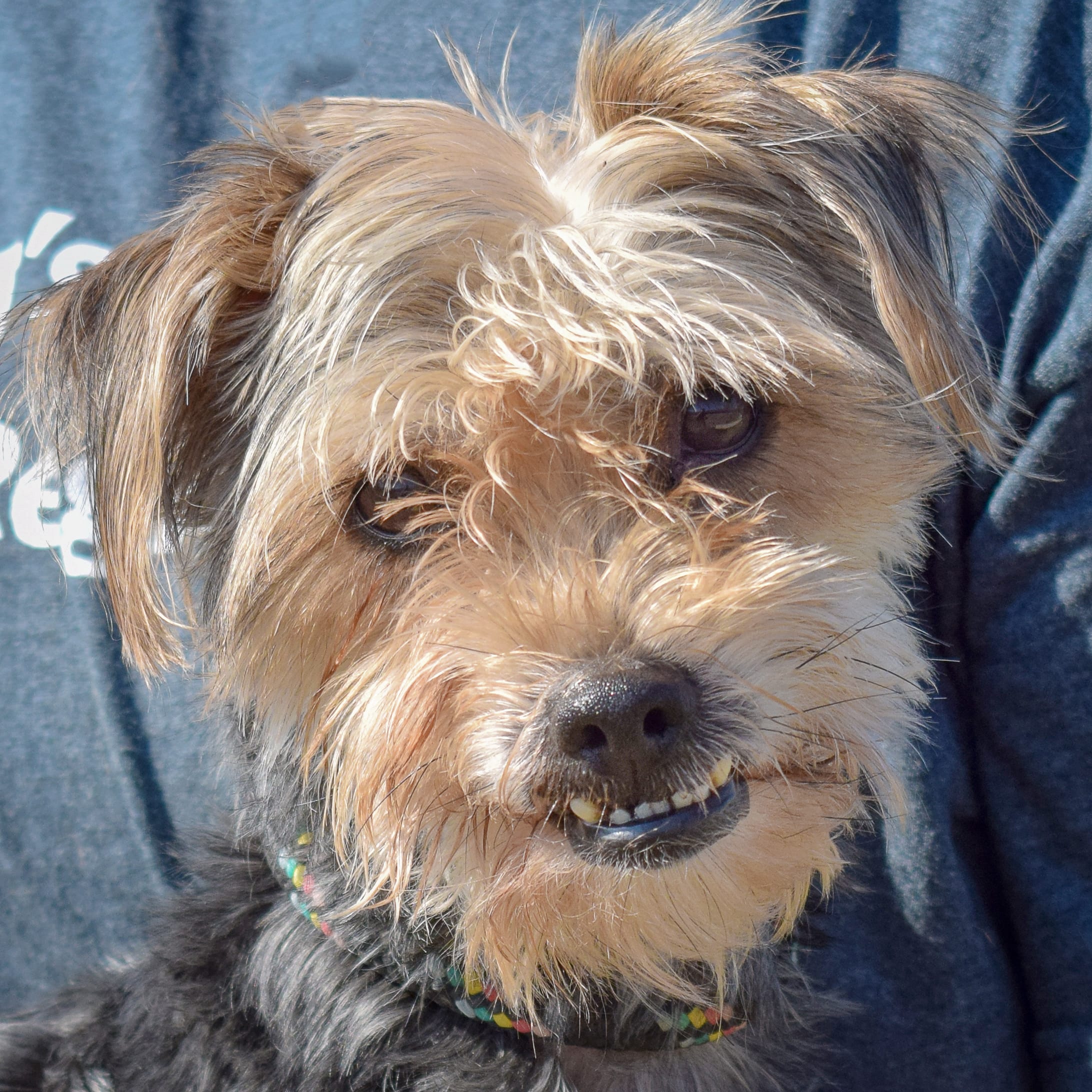 Adopt Precious Today Find Paw Pal