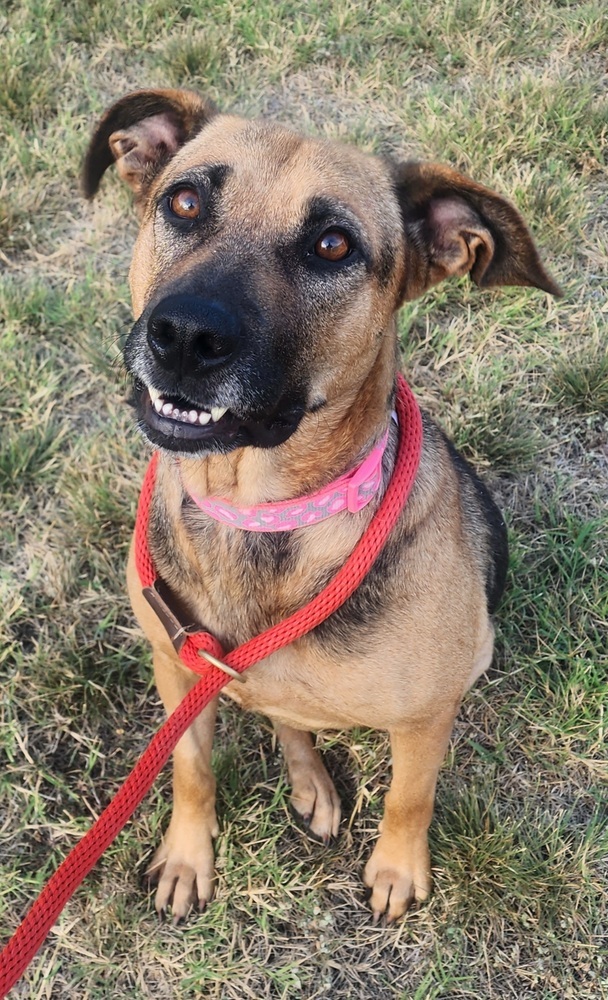 Adopt Aurora Today Pets TheCountyOffice