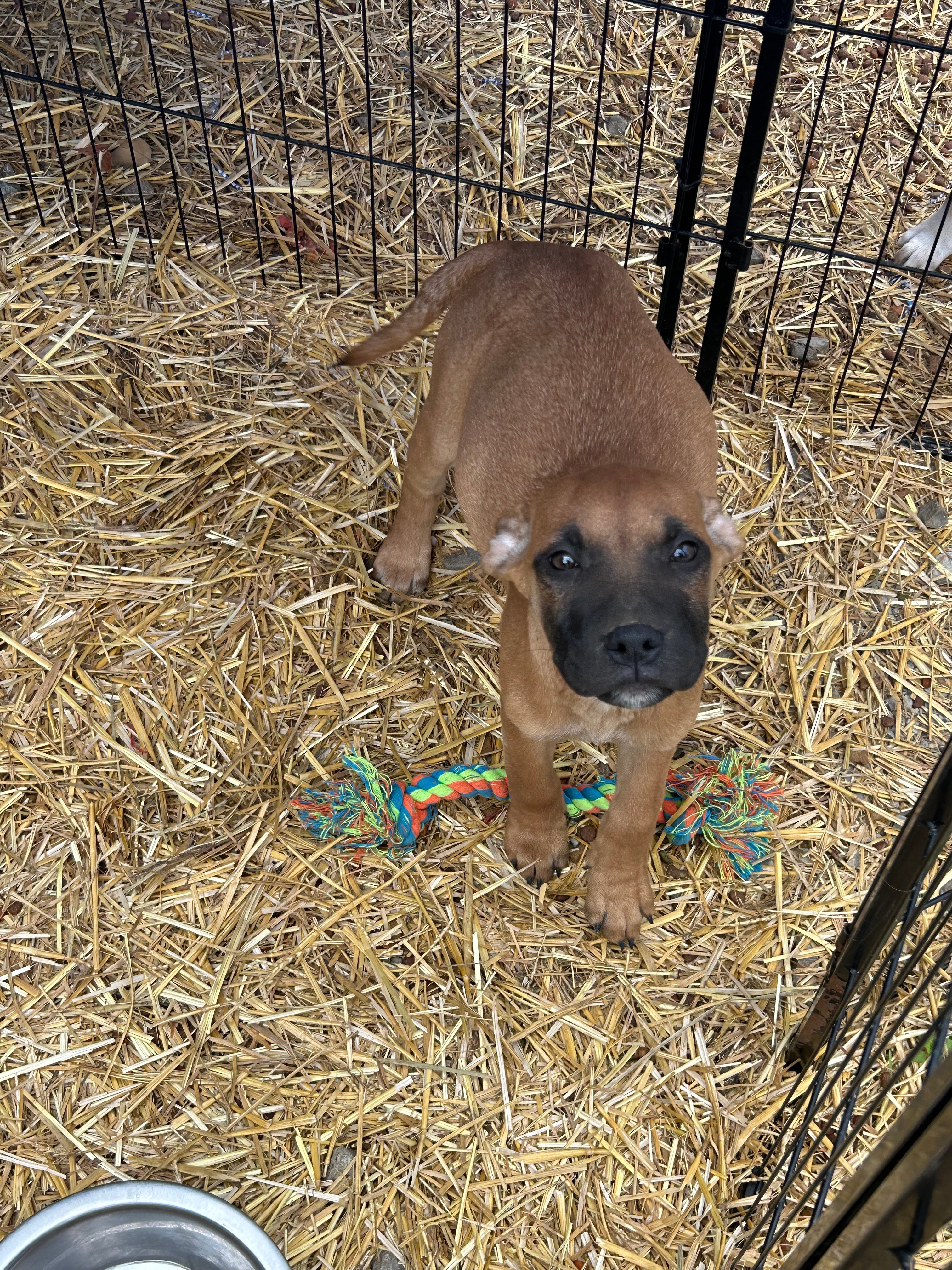 Adopt Macambre Today Pets TheCountyOffice