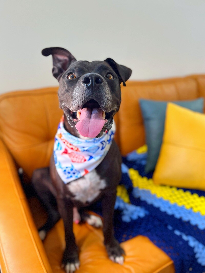 Adopt Neo Silly Sweet Kid Friendly Good Boy Today Find Paw Pal