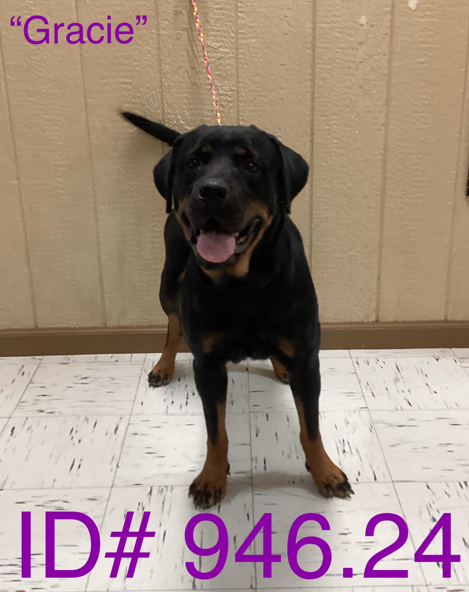 Adopt Licorice Today Pets TheCountyOffice