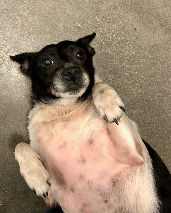 Adopt Bertie Today Find Paw Pal