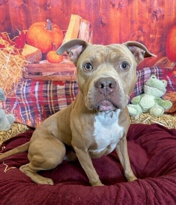 Adopt Arlo Today Find Paw Pal