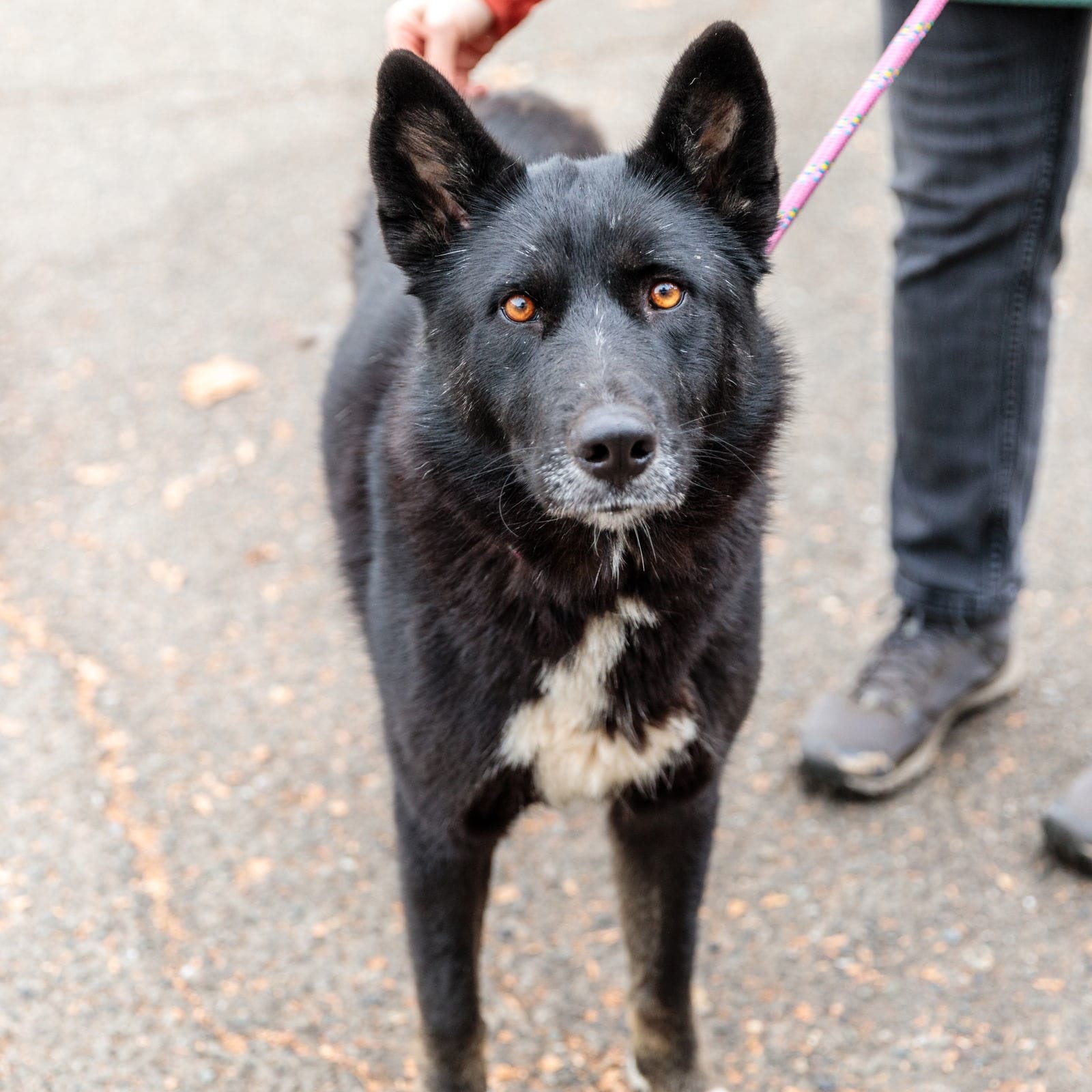 Adopt Sodapop Today Find Paw Pal