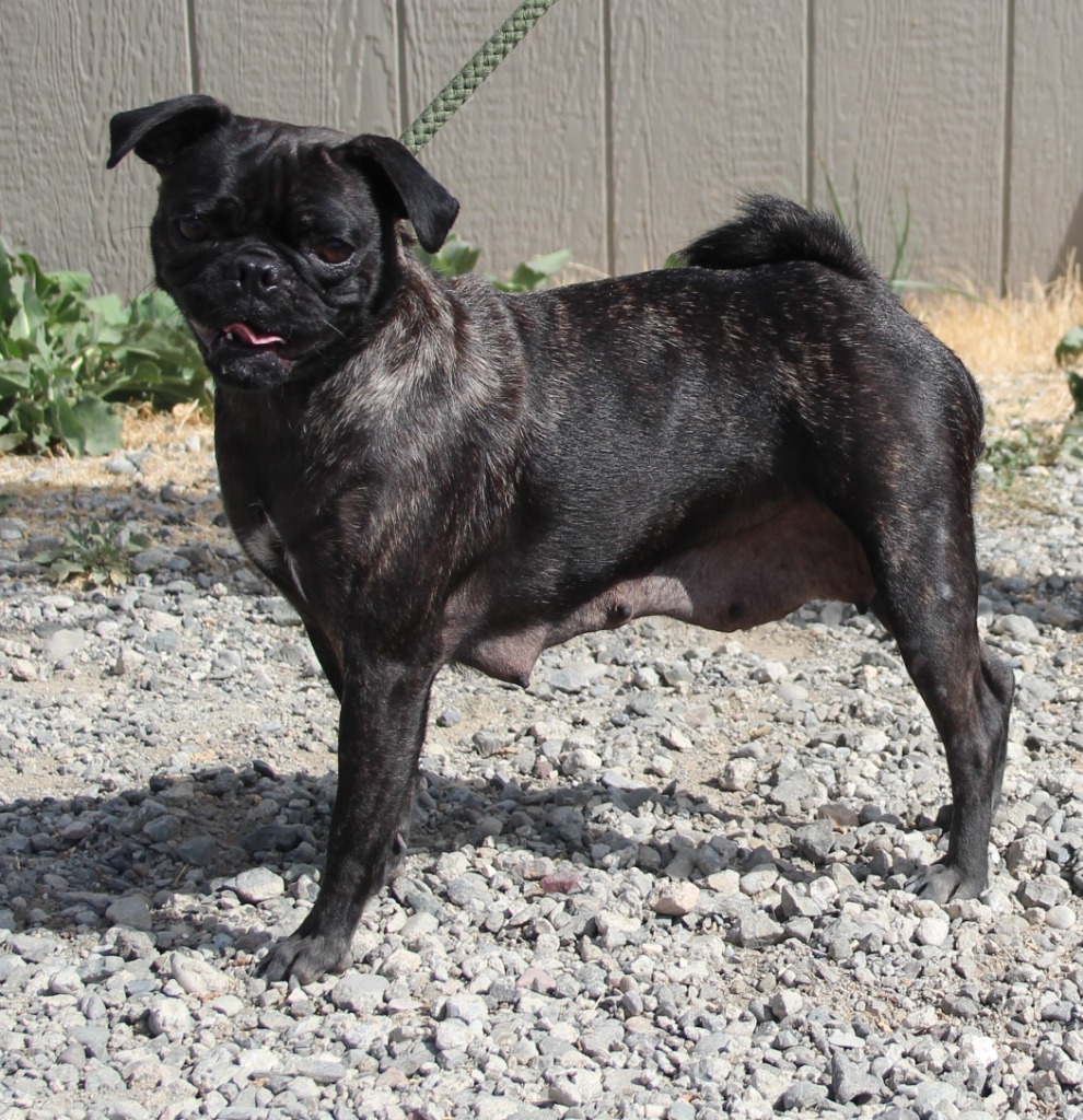 Adopt Dutchess Today Pets TheCountyOffice