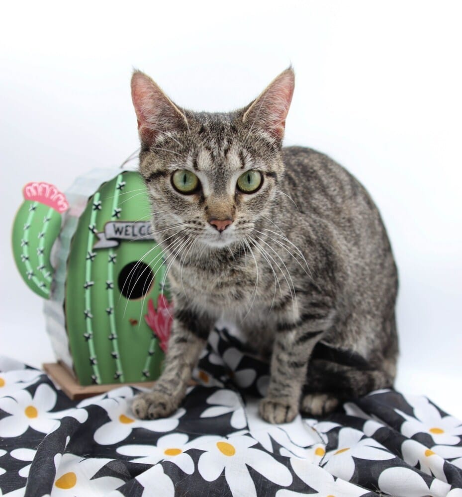 Adopt Ruby XIX Today Find Paw Pal