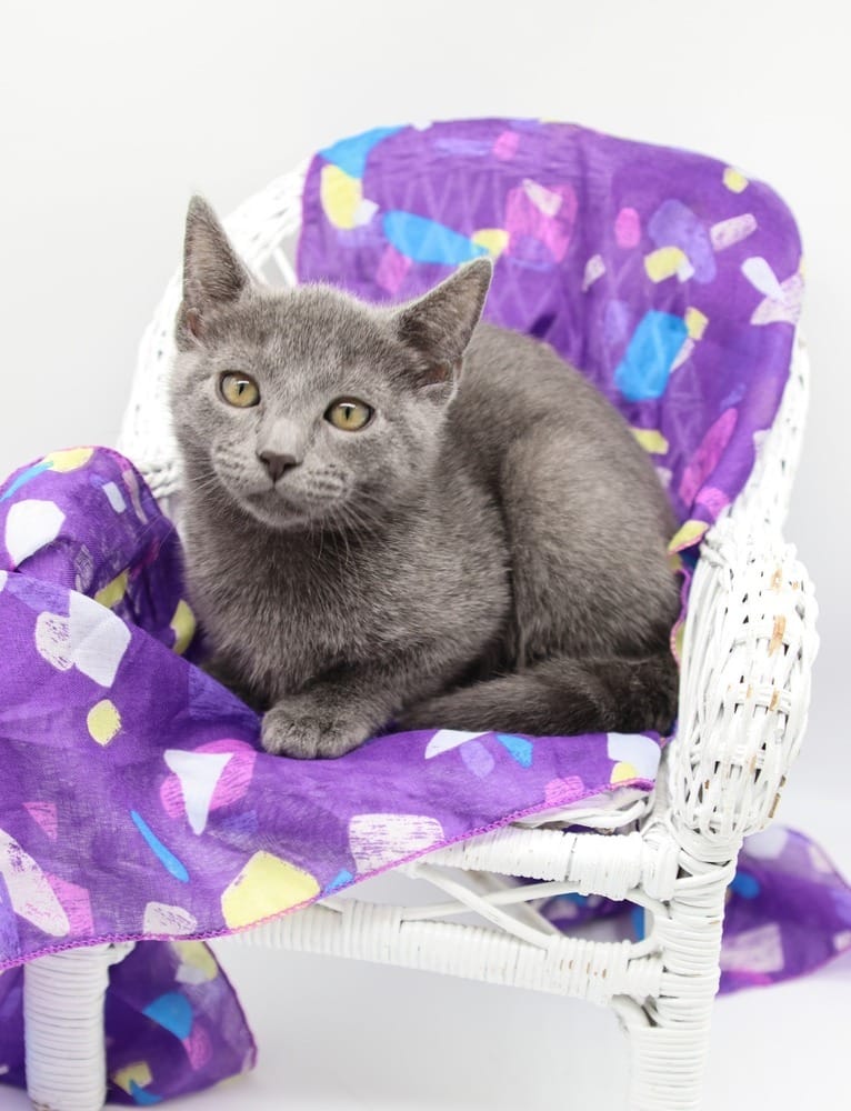 Adopt Jasper XIX Today Find Paw Pal