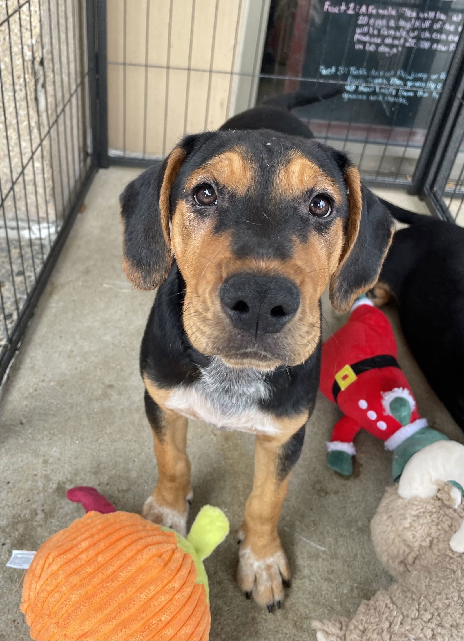 Adopt Eli Today Find Paw Pal