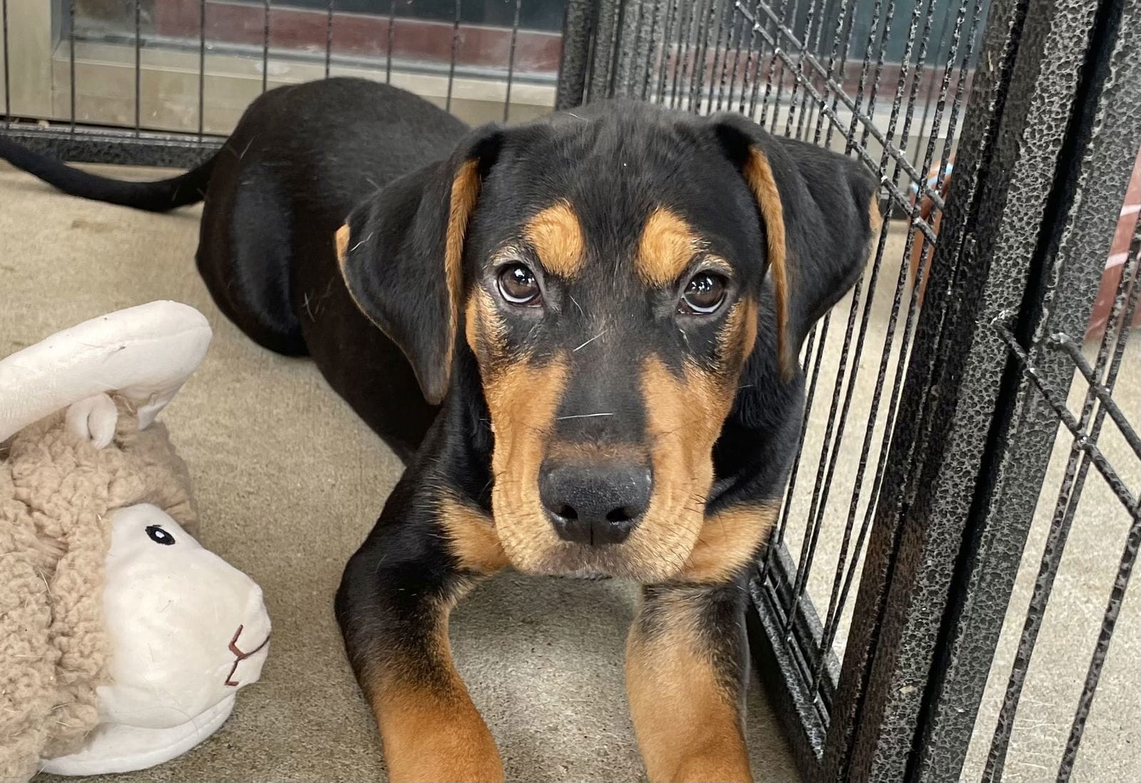 Adopt Evan Today Find Paw Pal