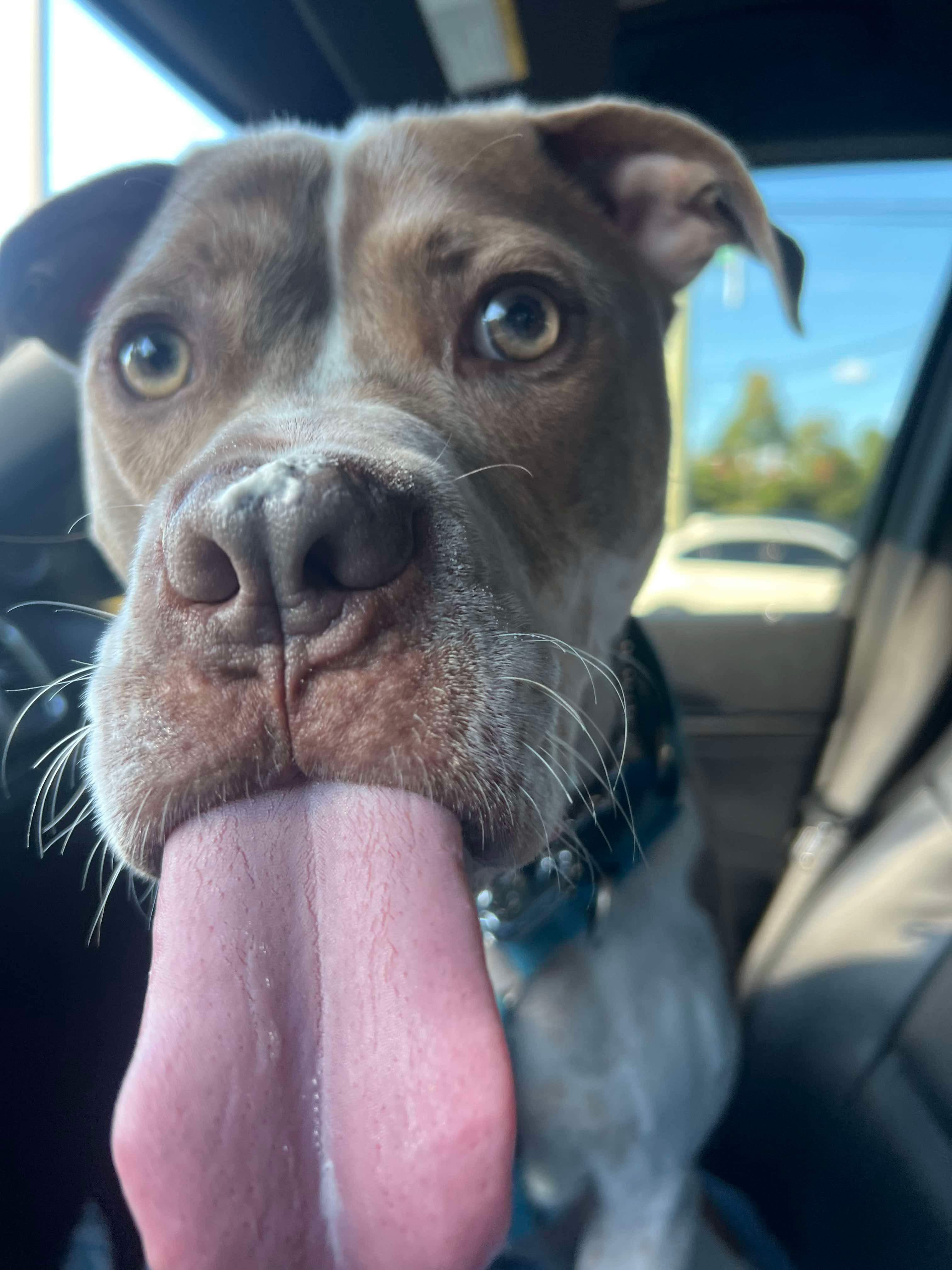 Adopt Hank Diamonds local boy Today Pets TheCountyOffice