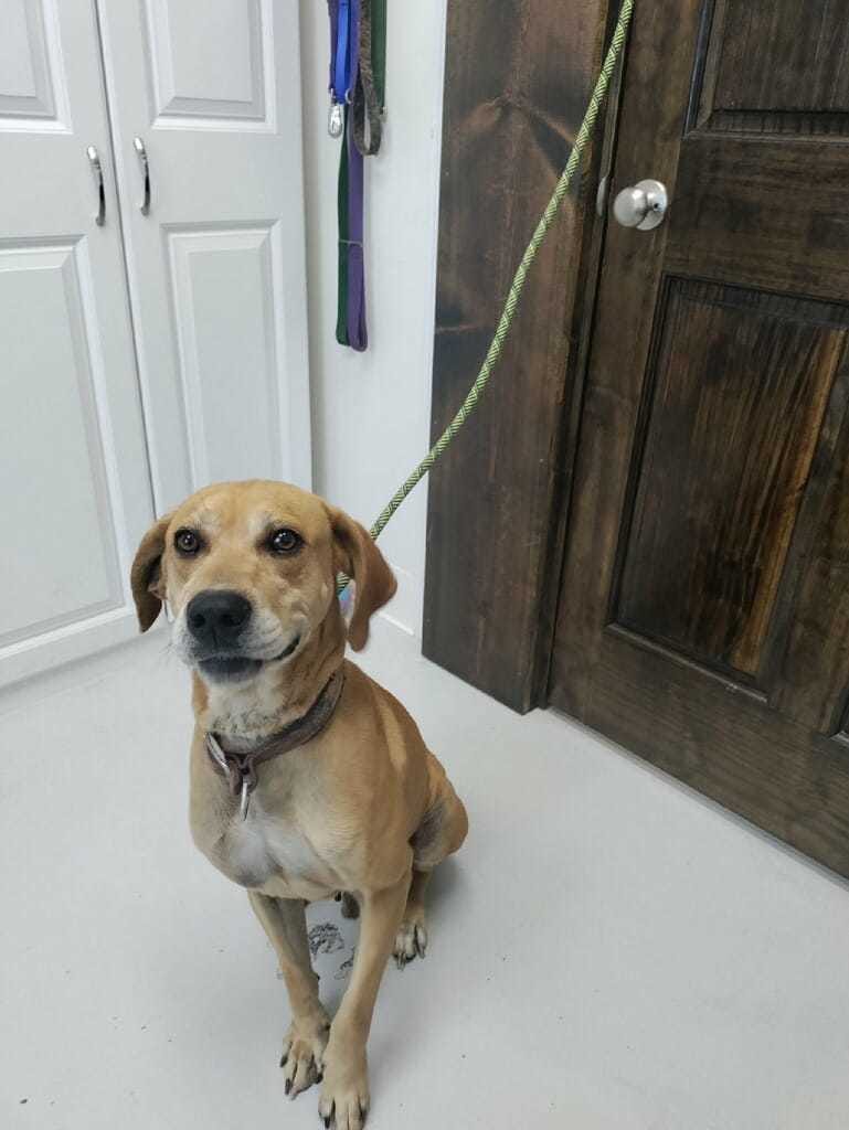 Adopt Clancy Today Pets TheCountyOffice