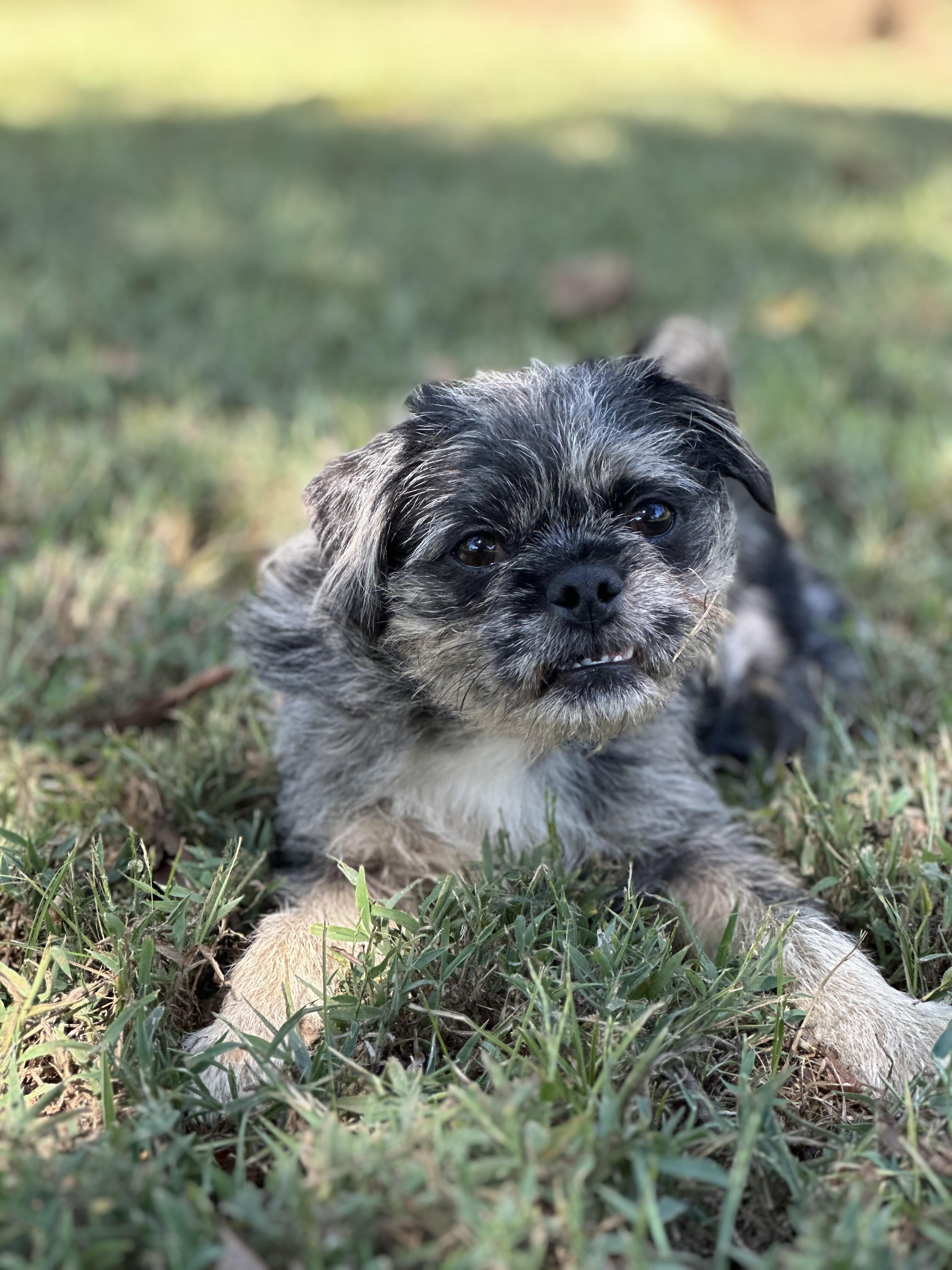 Adopt Andy 101115 Today Find Paw Pal