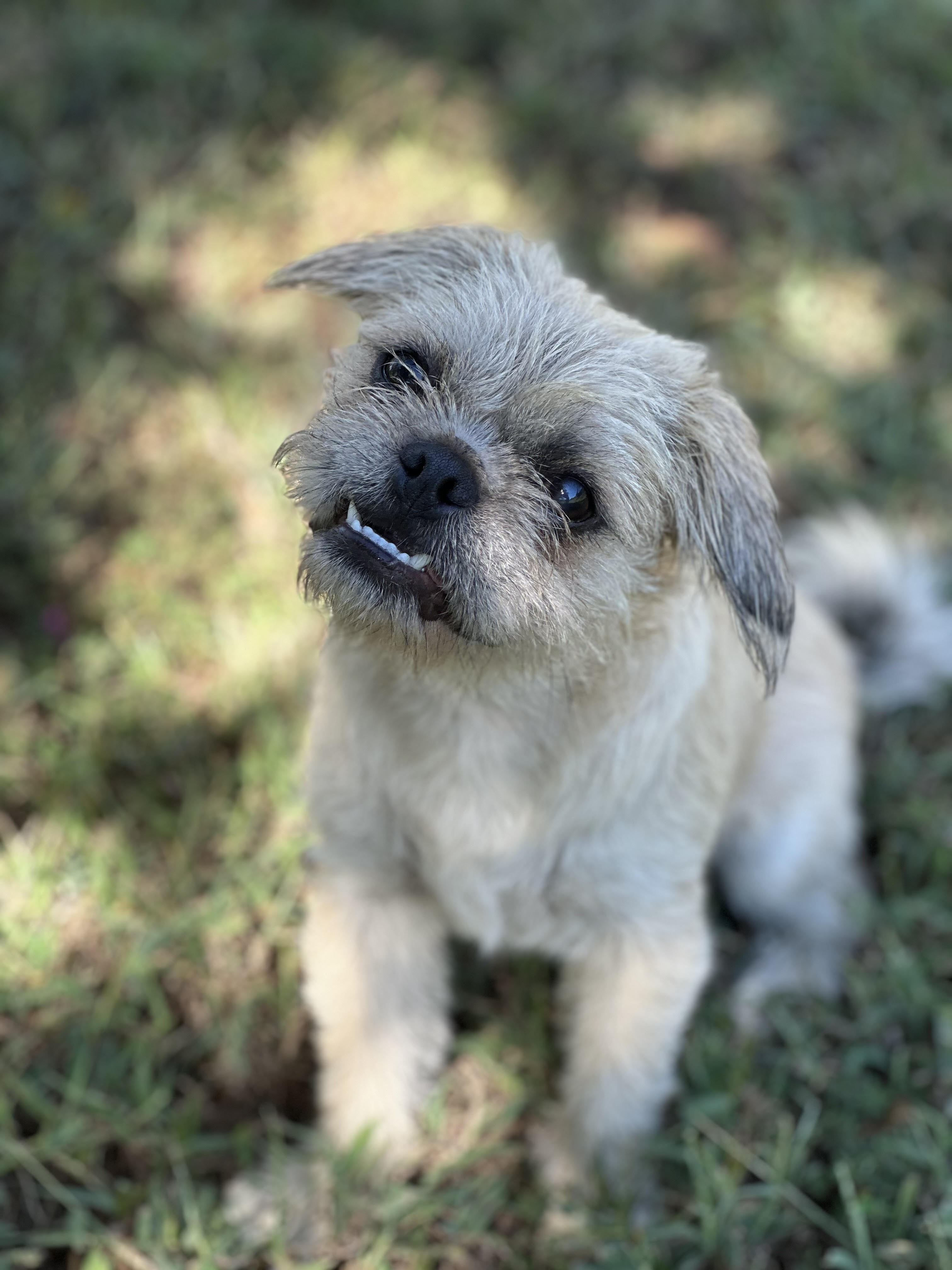 Adopt Andy 101115 Today Find Paw Pal