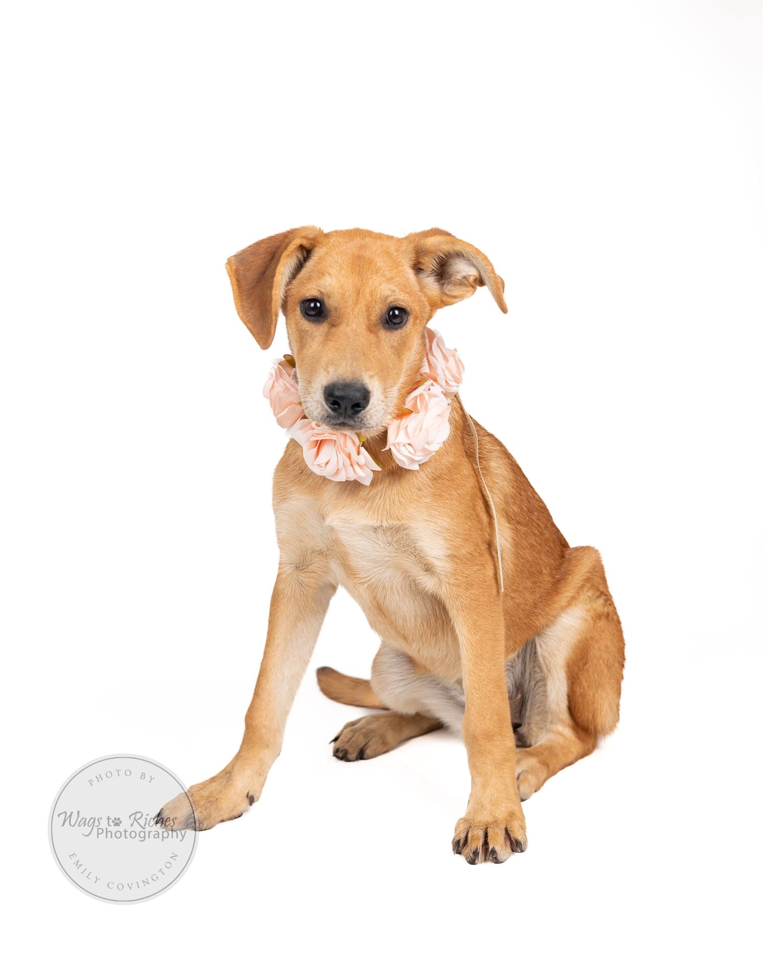 Adopt PENNY Today Pets TheCountyOffice