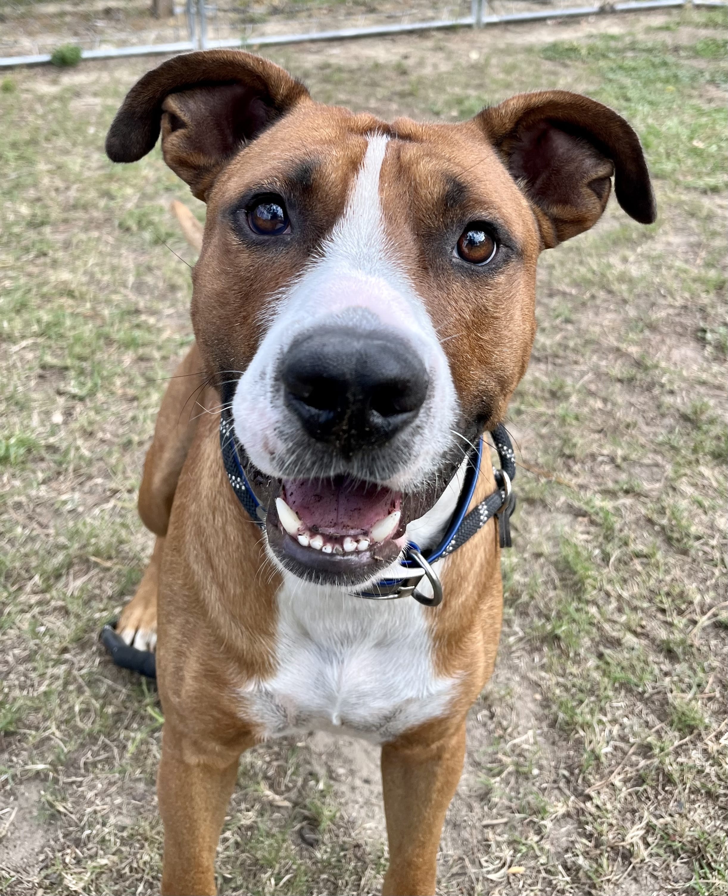 Adopt Chase Green Today Find Paw Pal