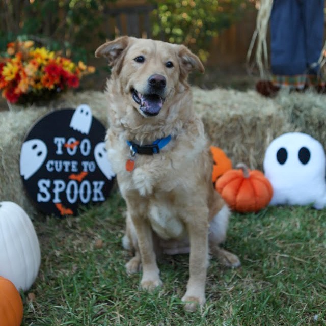 Adopt Calliope Today Find Paw Pal