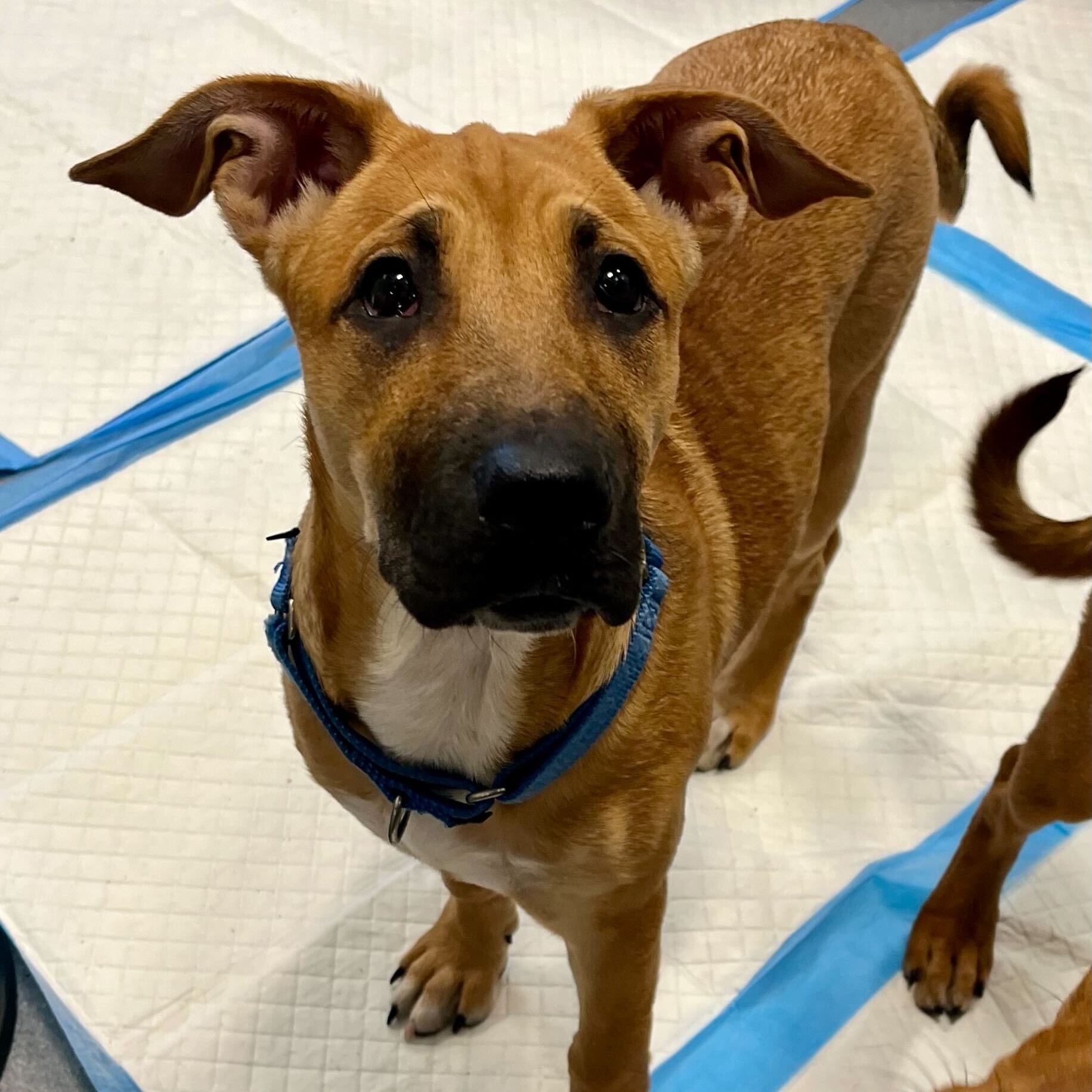 Adopt Purple Today Pets TheCountyOffice