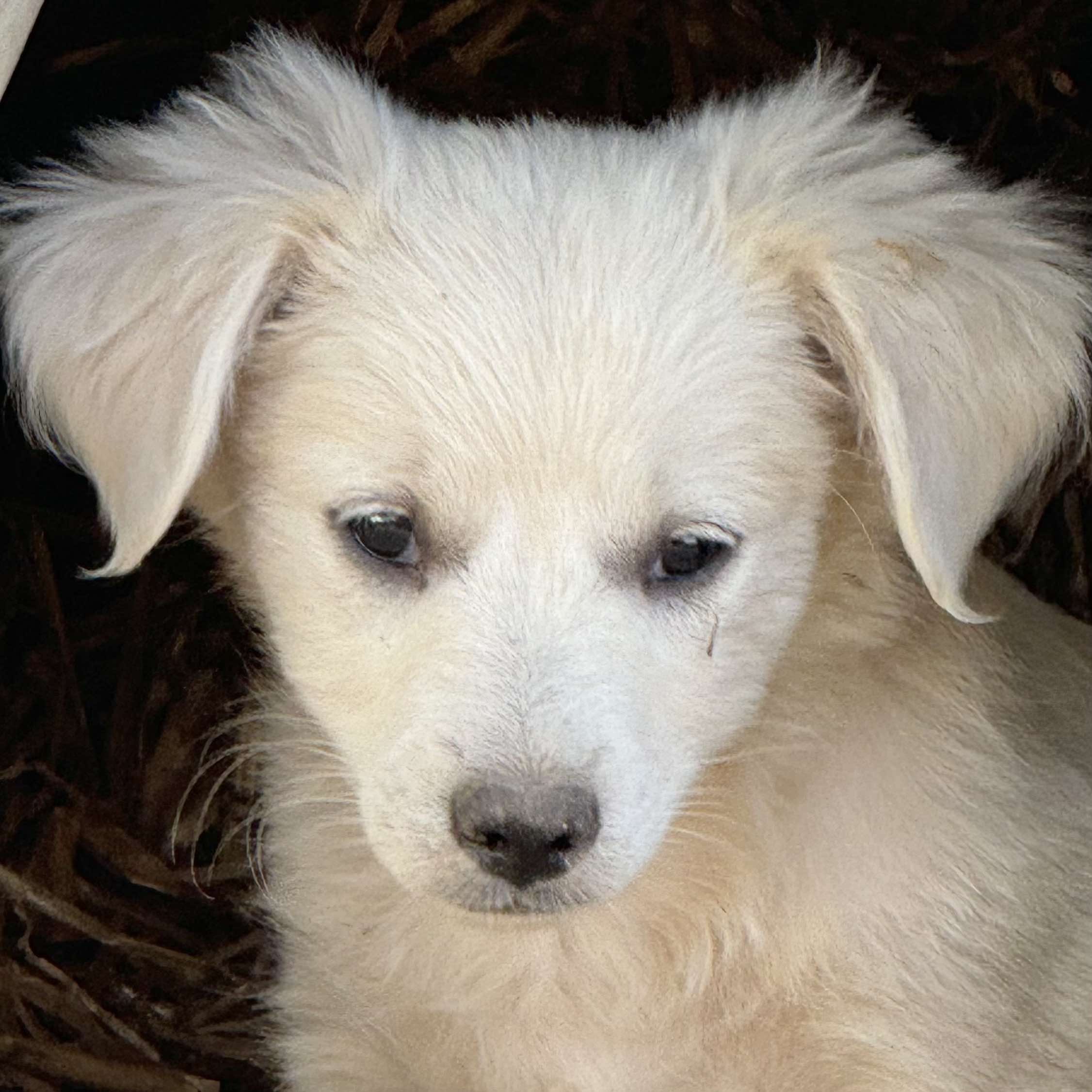 Adopt Phil Today Find Paw Pal