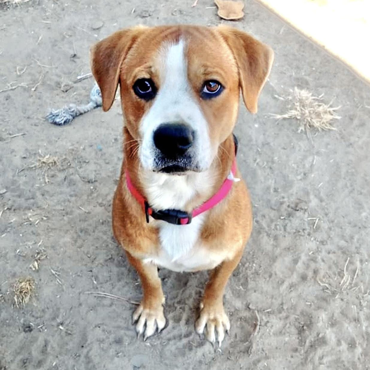 Adopt Kona Today Find Paw Pal