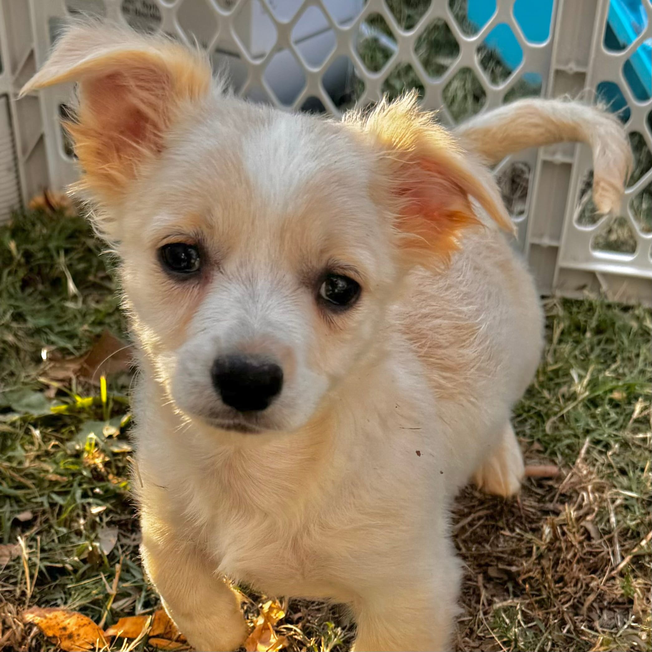 Adopt Prince Today Pets TheCountyOffice