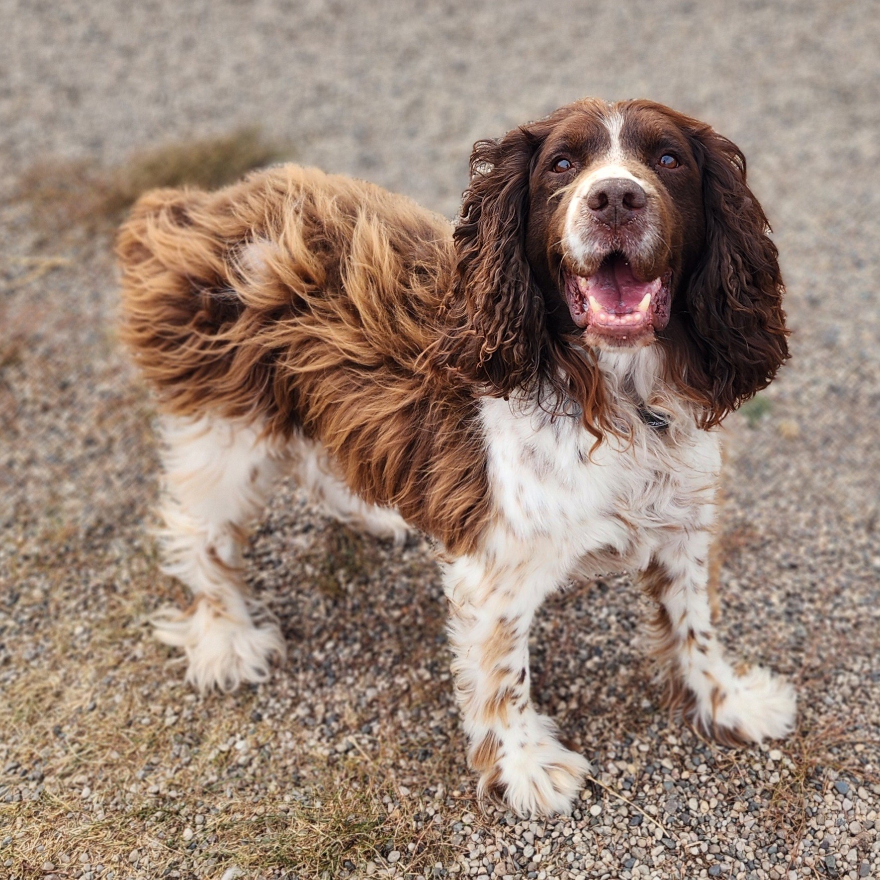 Adopt Copper Today Find Paw Pal