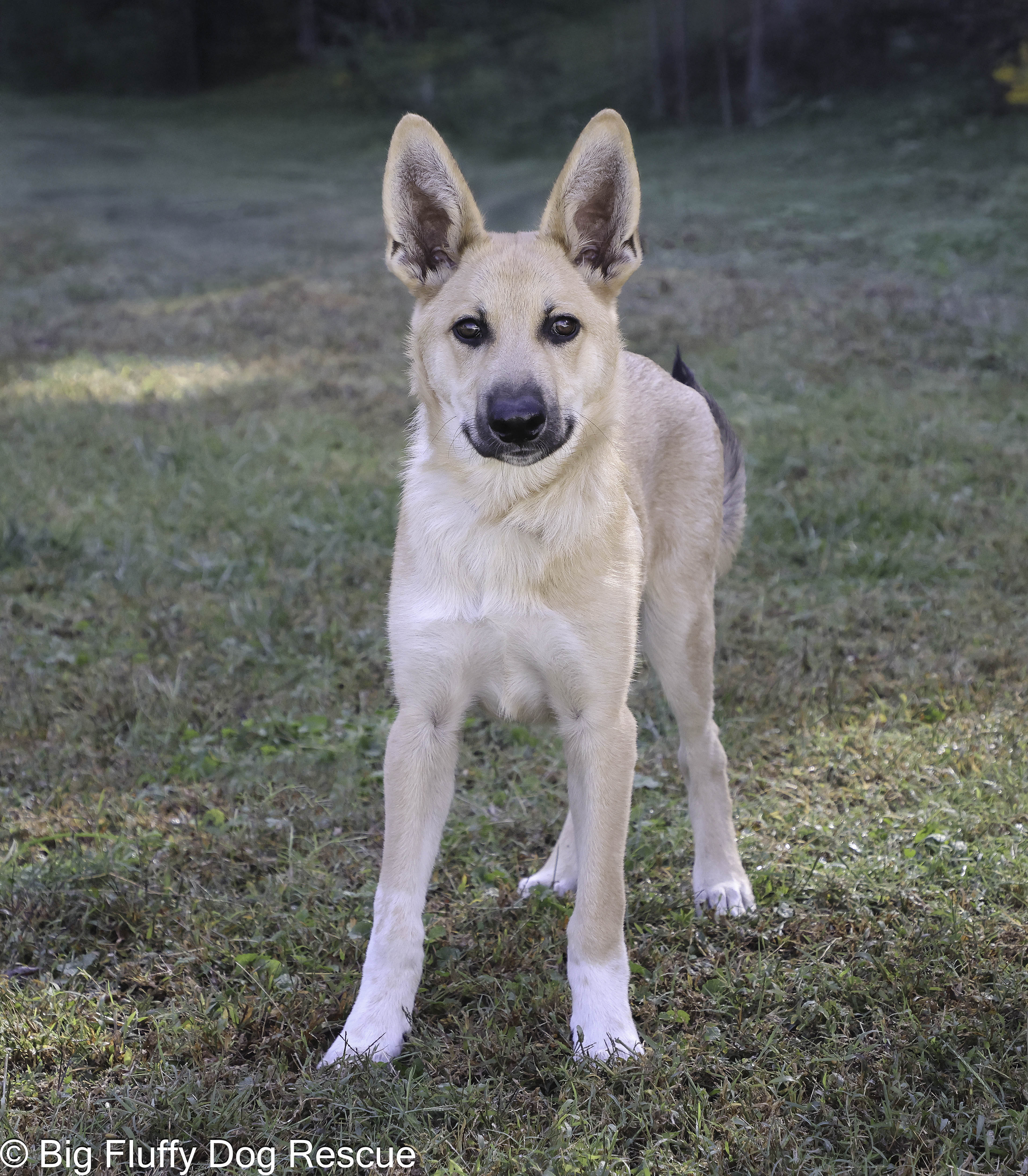 Adopt Turtle Today Find Paw Pal