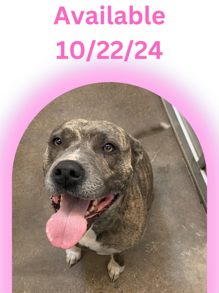 Adopt Dog Kennel 26 Delilah/Lady Today Find Paw Pal