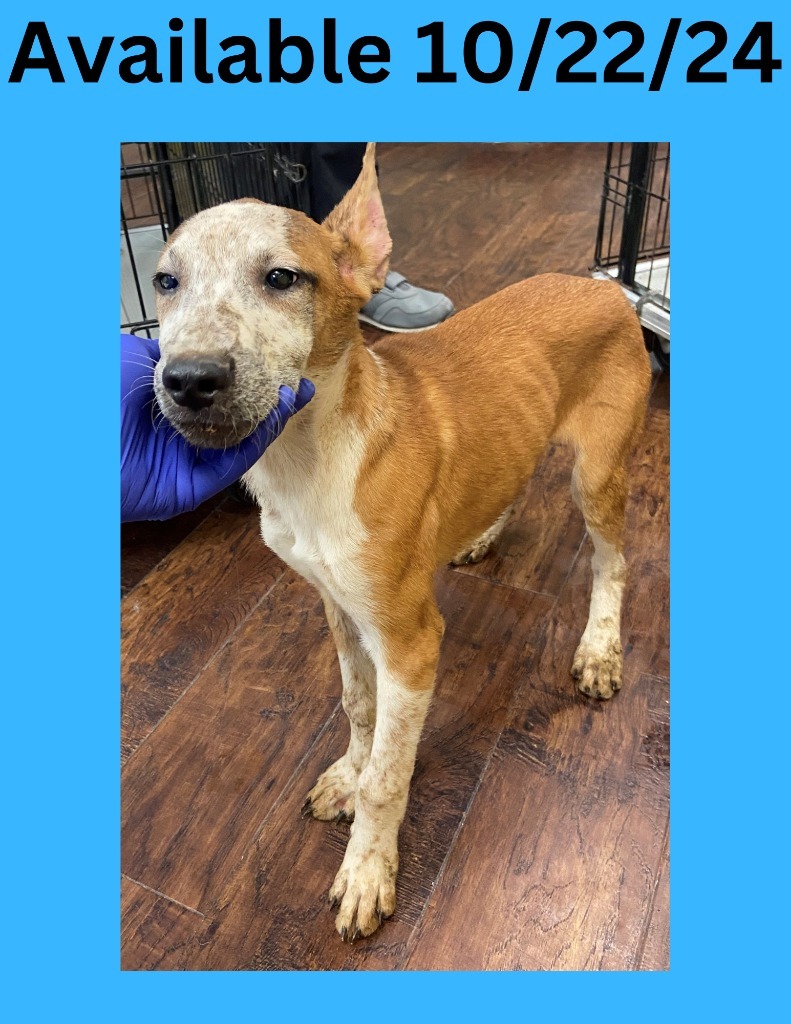 Adopt Dog Kennel 30 Today Find Paw Pal