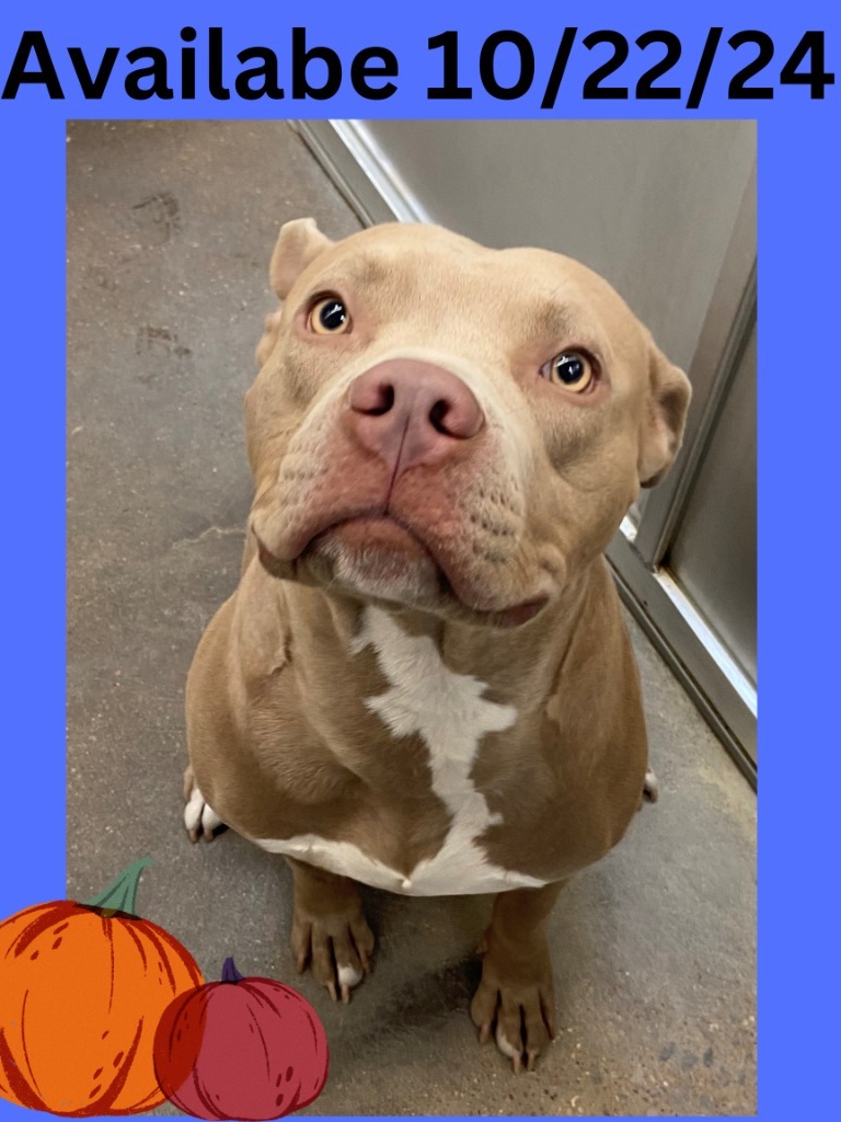 Adopt Dog Kennel 27 Buddy Today Find Paw Pal