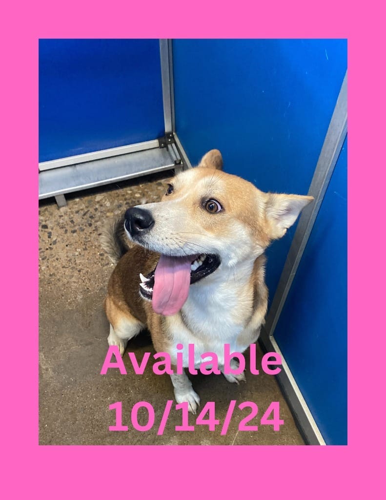 Adopt Dog Kennels 34 Today Find Paw Pal