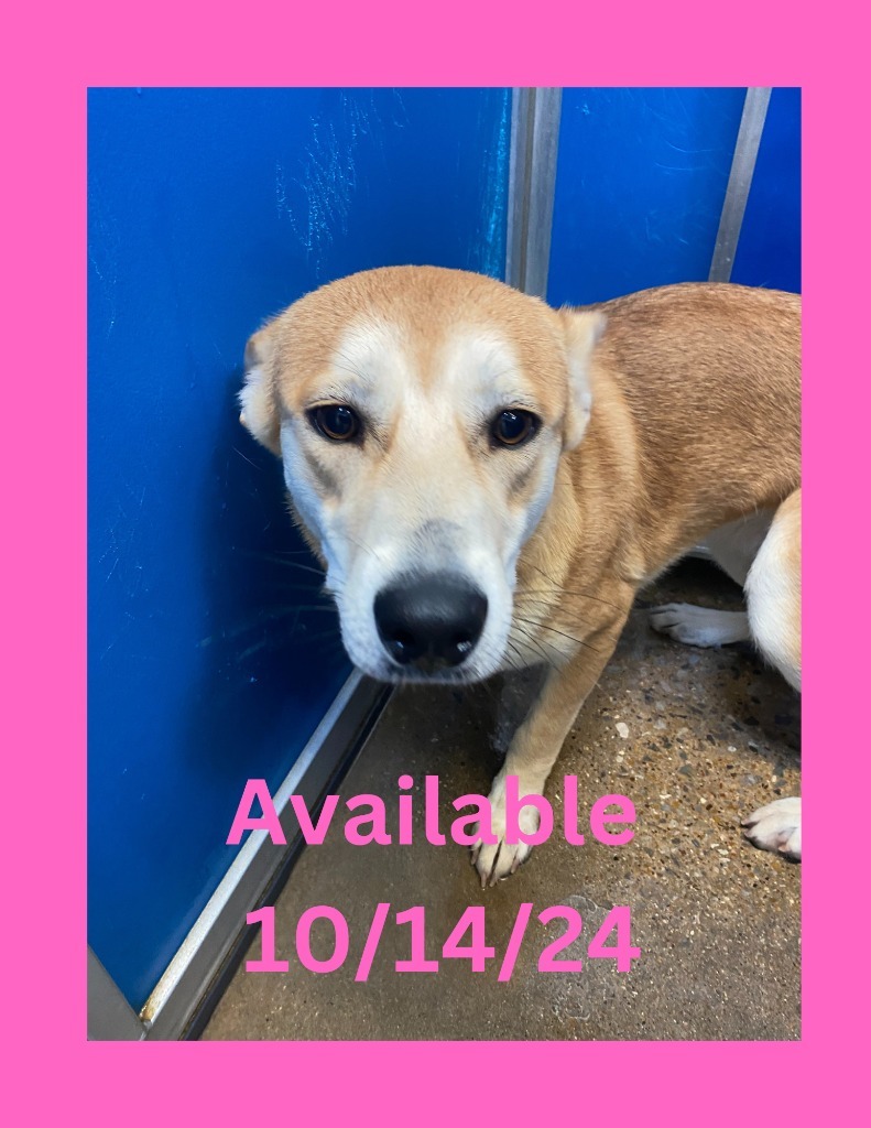 Adopt Dog Kennel 35 Today Find Paw Pal