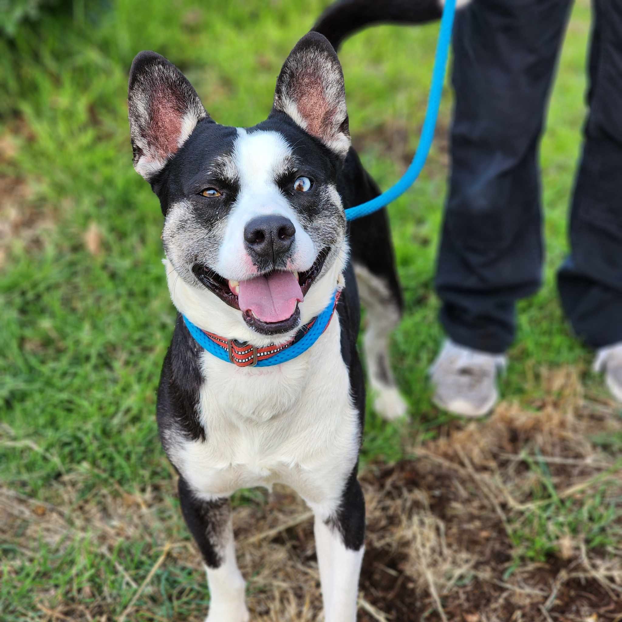 Adopt Tyr Today Pets TheCountyOffice