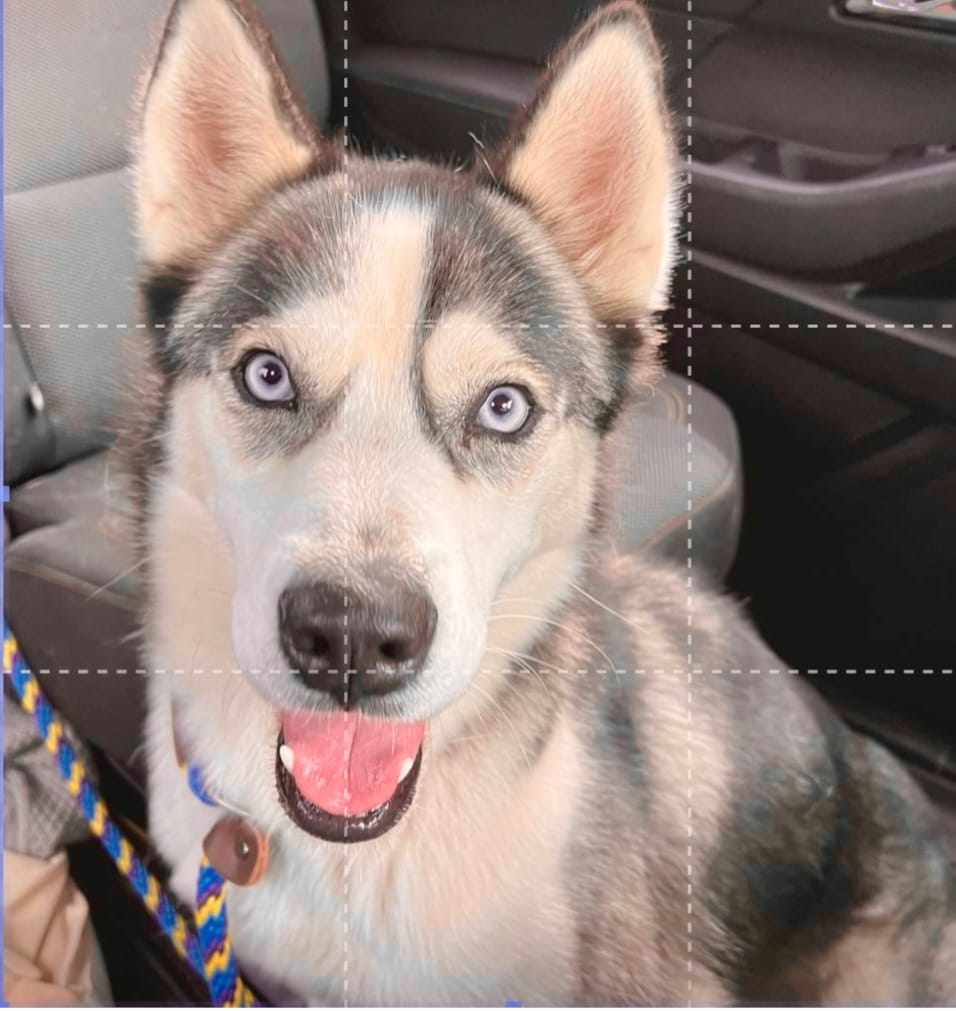 Adopt Ollie Today Find Paw Pal