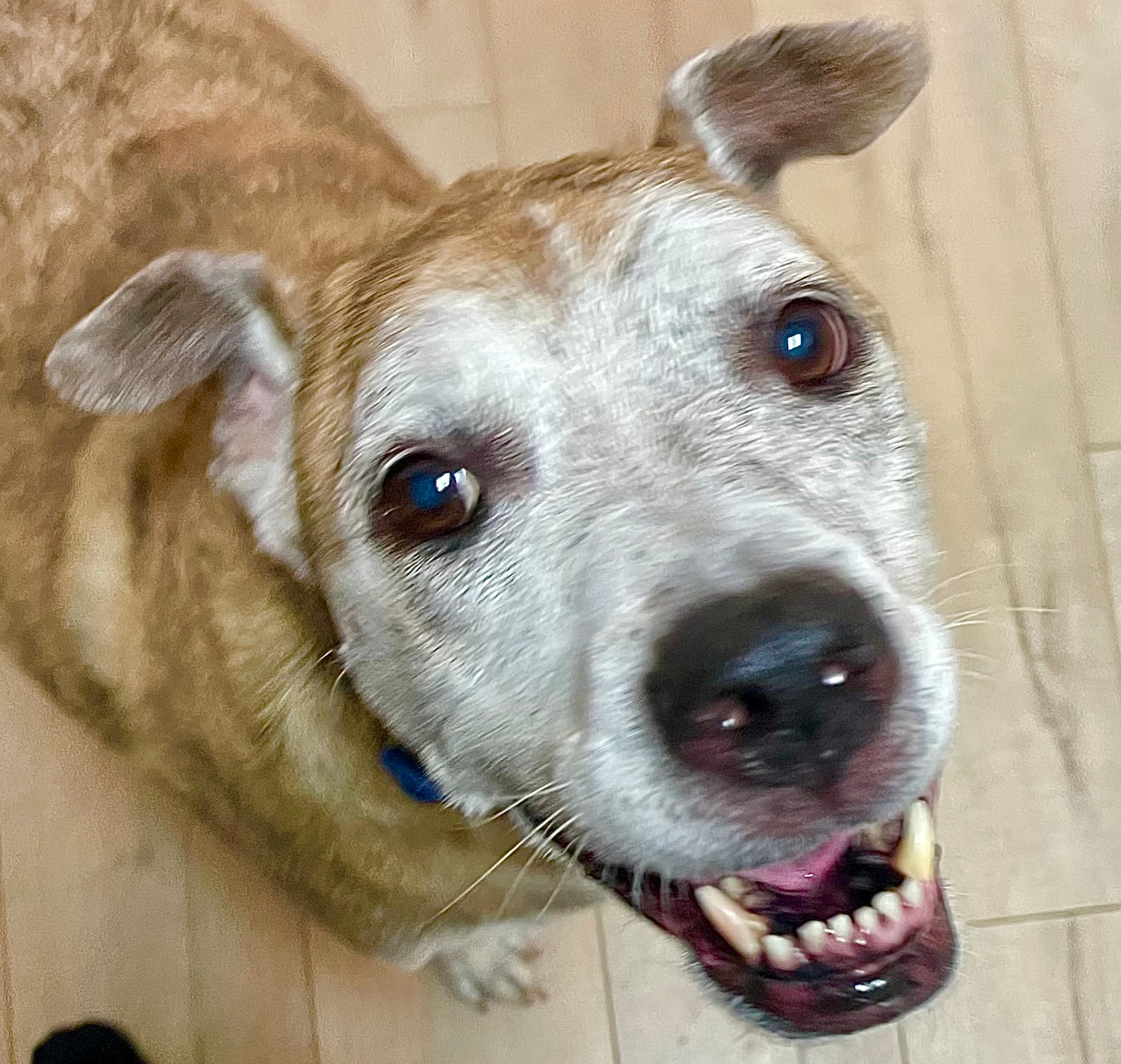 Adopt Cheesecake Today Pets TheCountyOffice