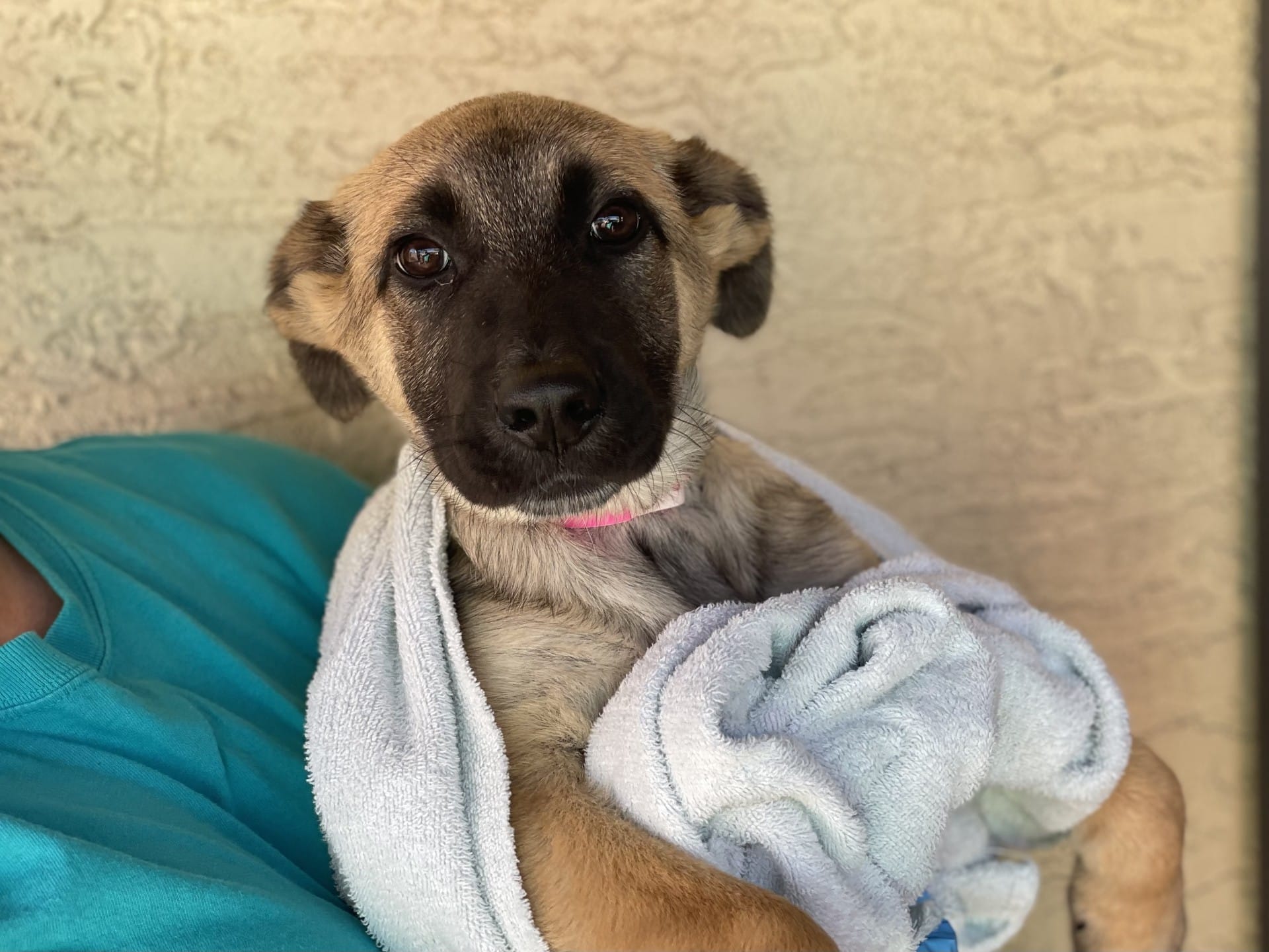 Adopt Atlas Today Pets TheCountyOffice