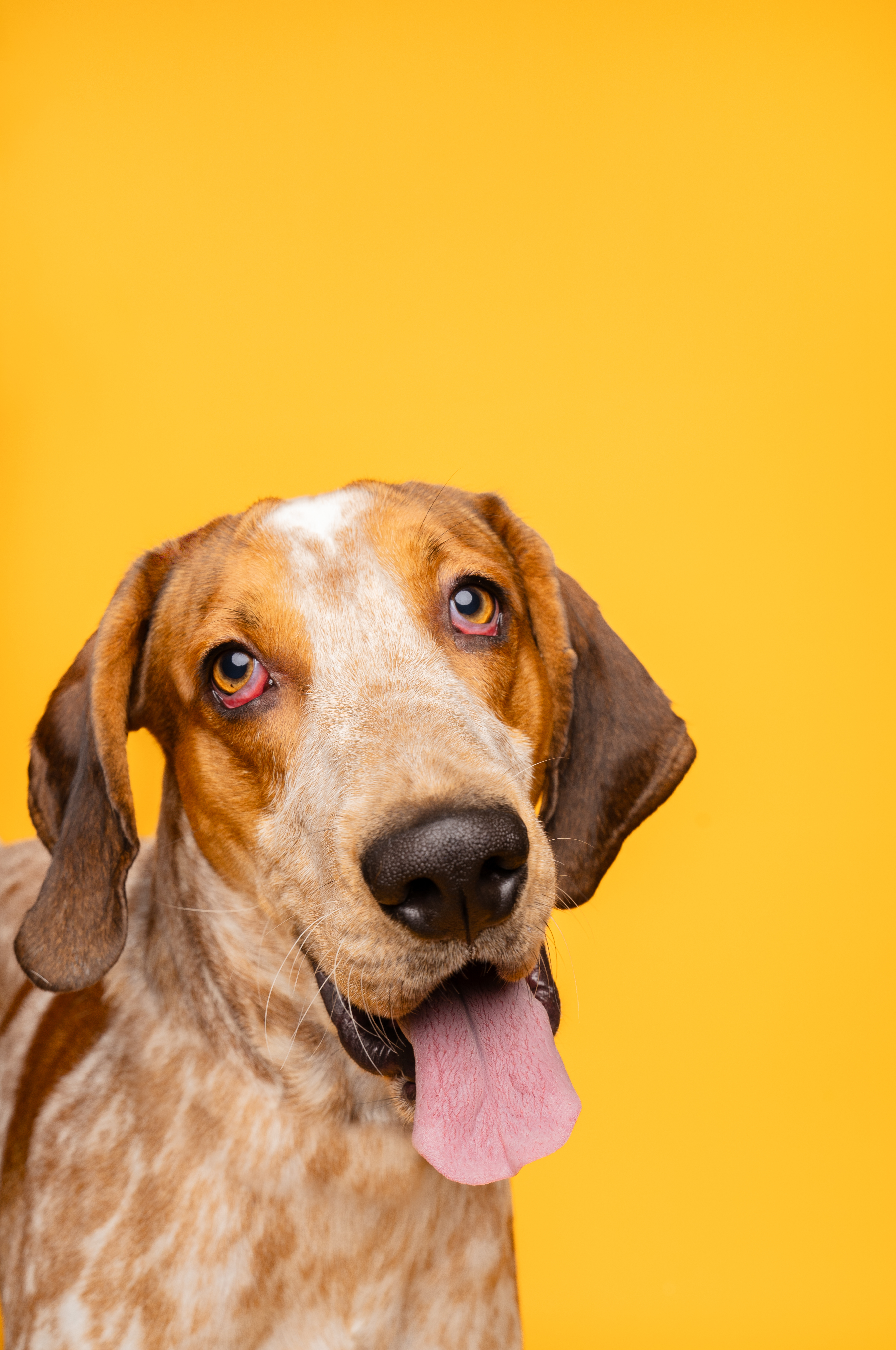 Adopt Clancy Today Pets TheCountyOffice