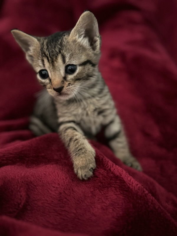 Adopt Ella * Today Pets TheCountyOffice