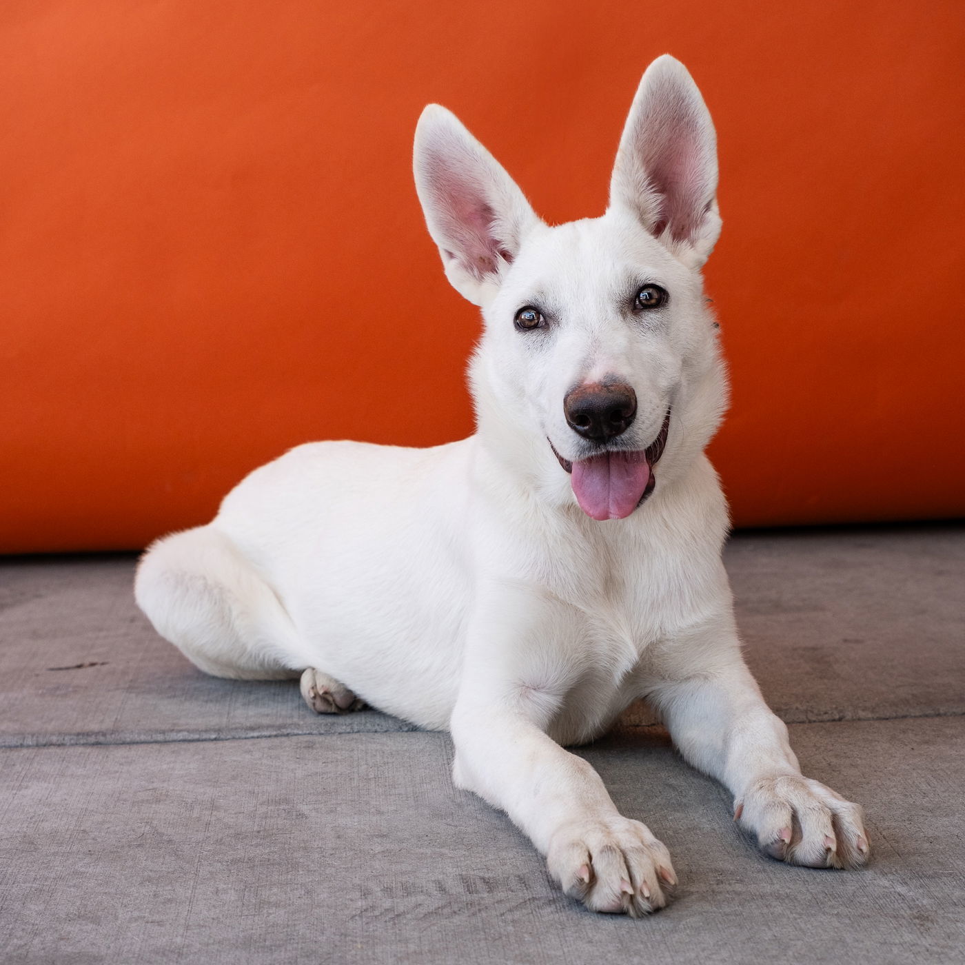 Adopt ELSA Today Pets TheCountyOffice