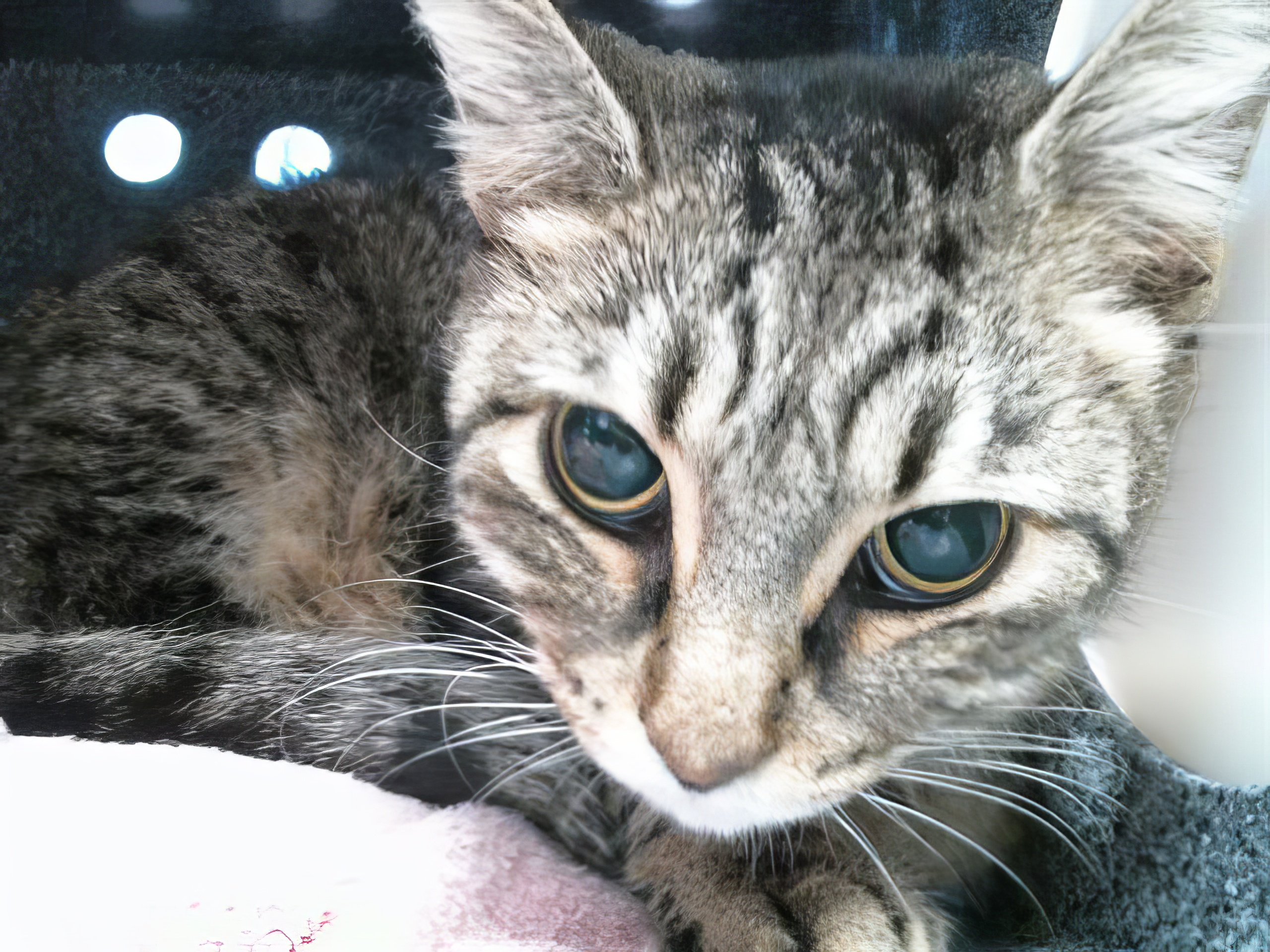 Adopt Toph Beifong Today Find Paw Pal