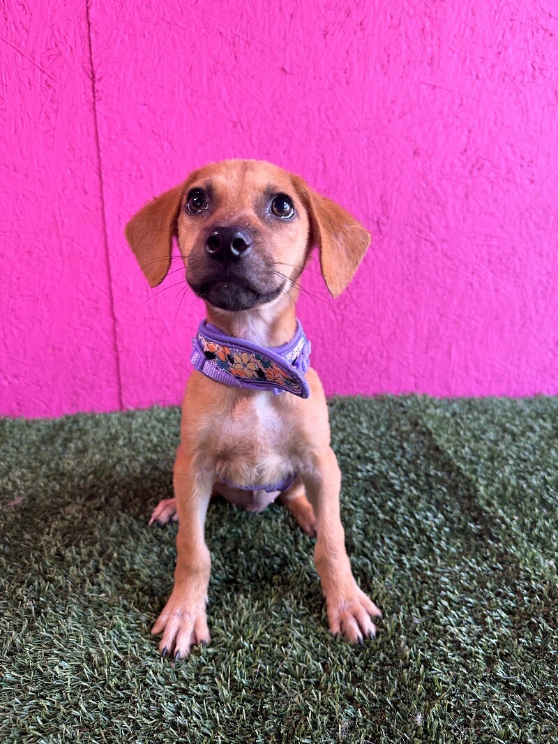 Adopt Mayble Today Find Paw Pal