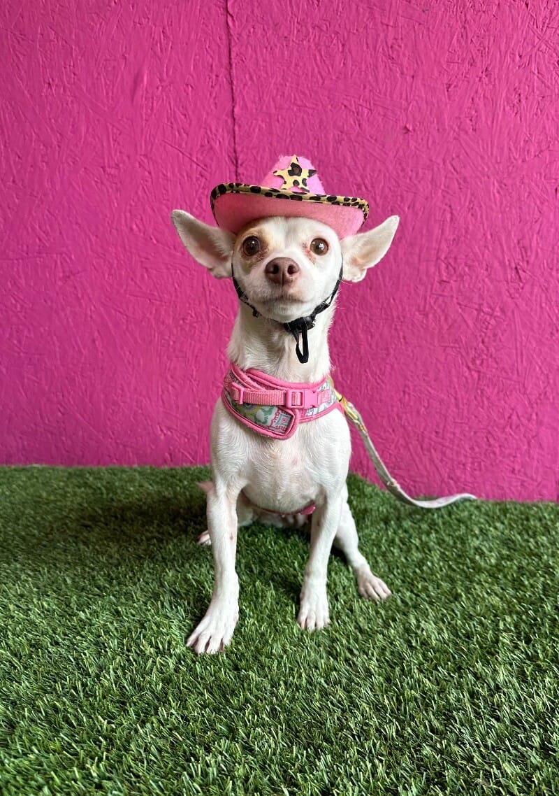 Adopt Meanie Today Find Paw Pal