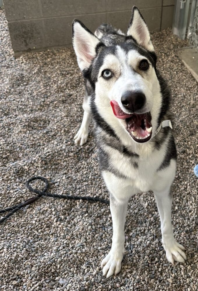 Adopt Tia Today Find Paw Pal