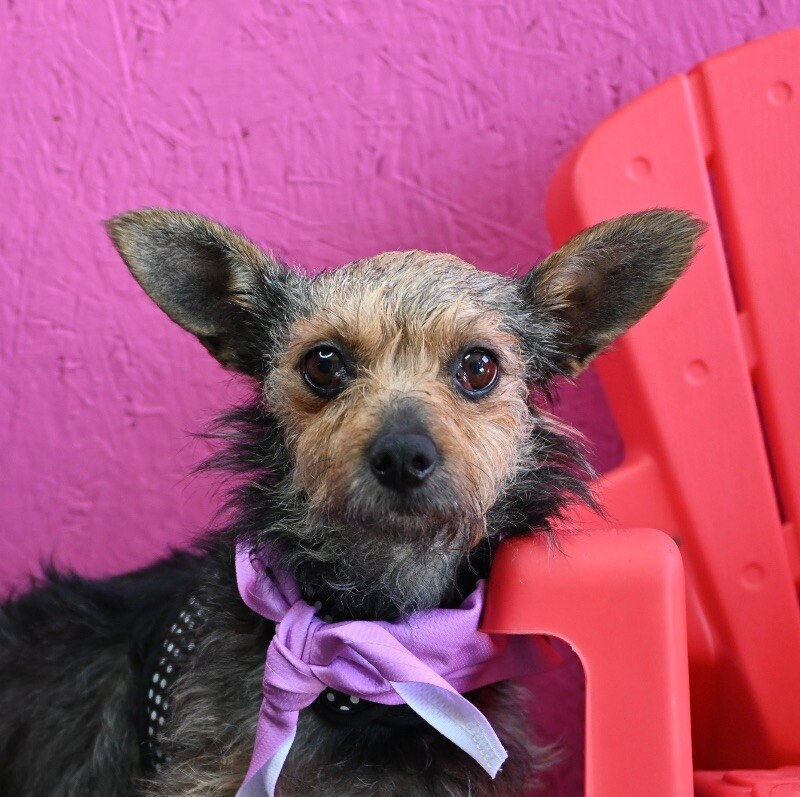 Adopt Mia Today Find Paw Pal