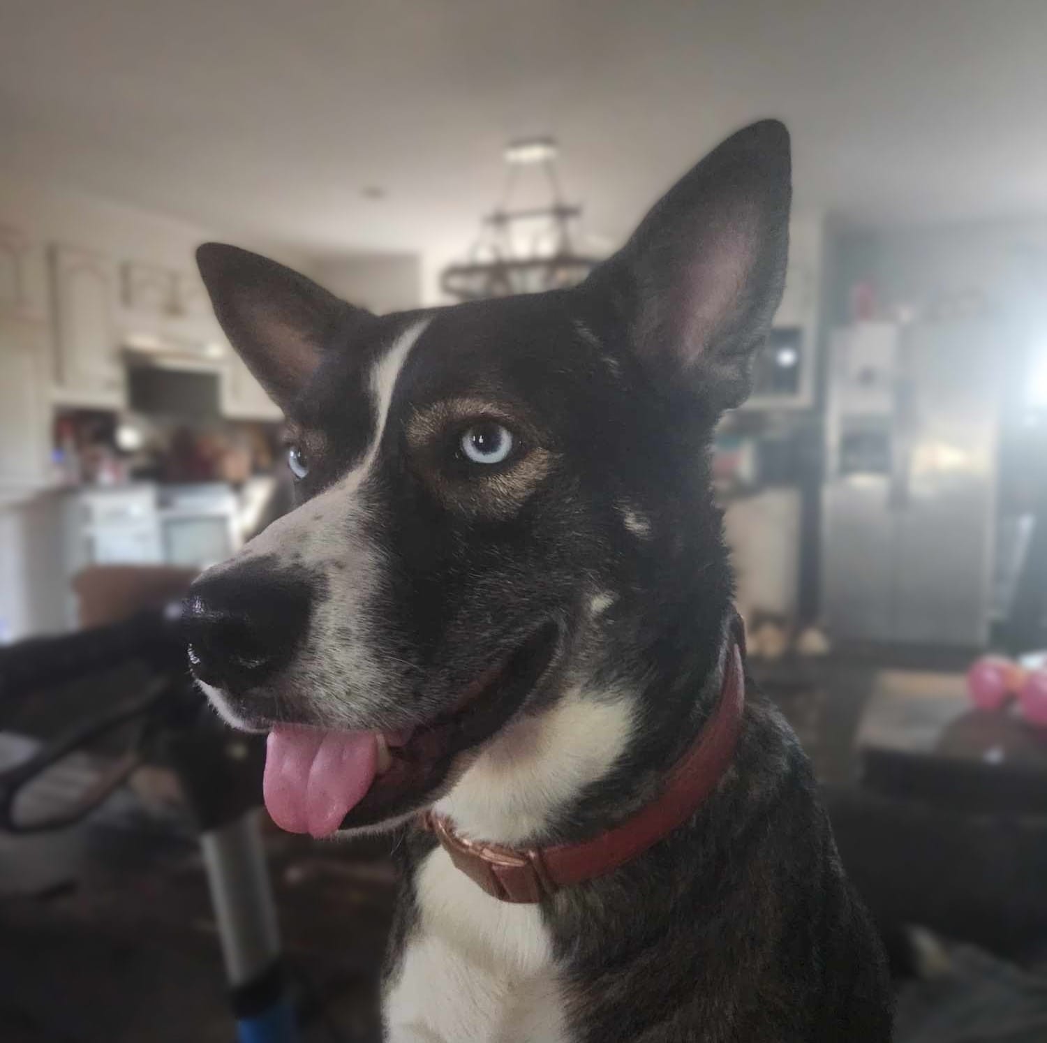 Adopt Jasmine Today Find Paw Pal