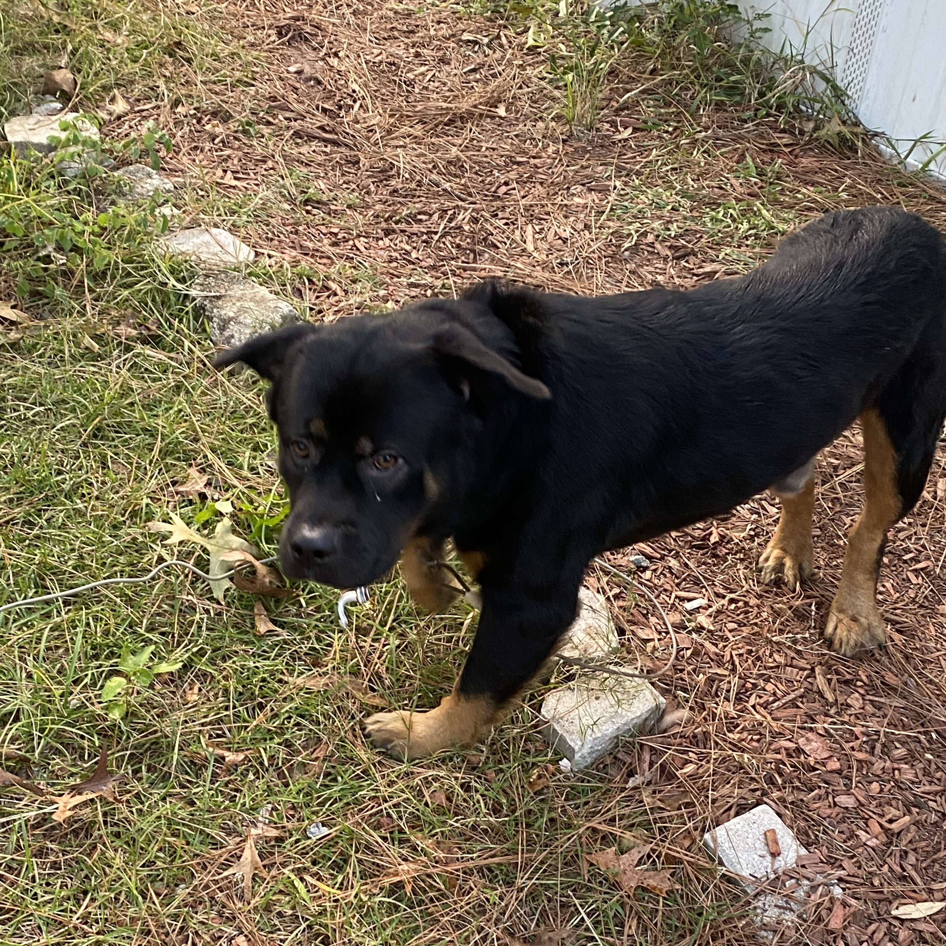 Adopt Bear avail 10/29 Today Pets TheCountyOffice