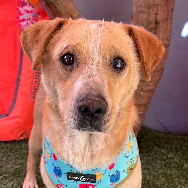 Adopt Moss Today Find Paw Pal