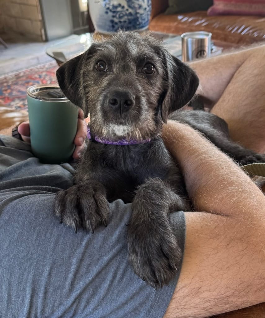 Adopt Sweet Caroline Today Pets TheCountyOffice