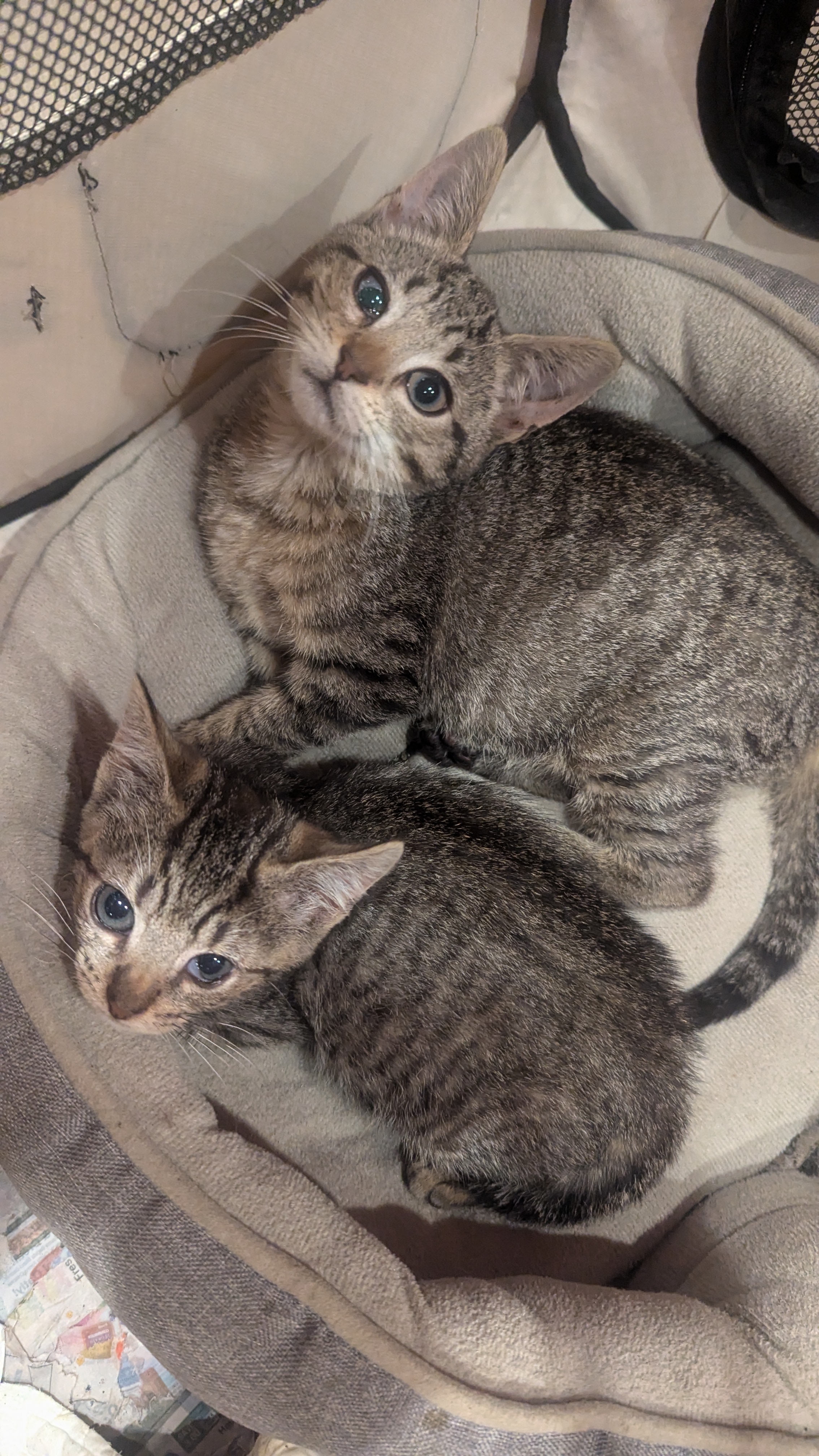 Adopt Yekaterina and Veronika Today Find Paw Pal