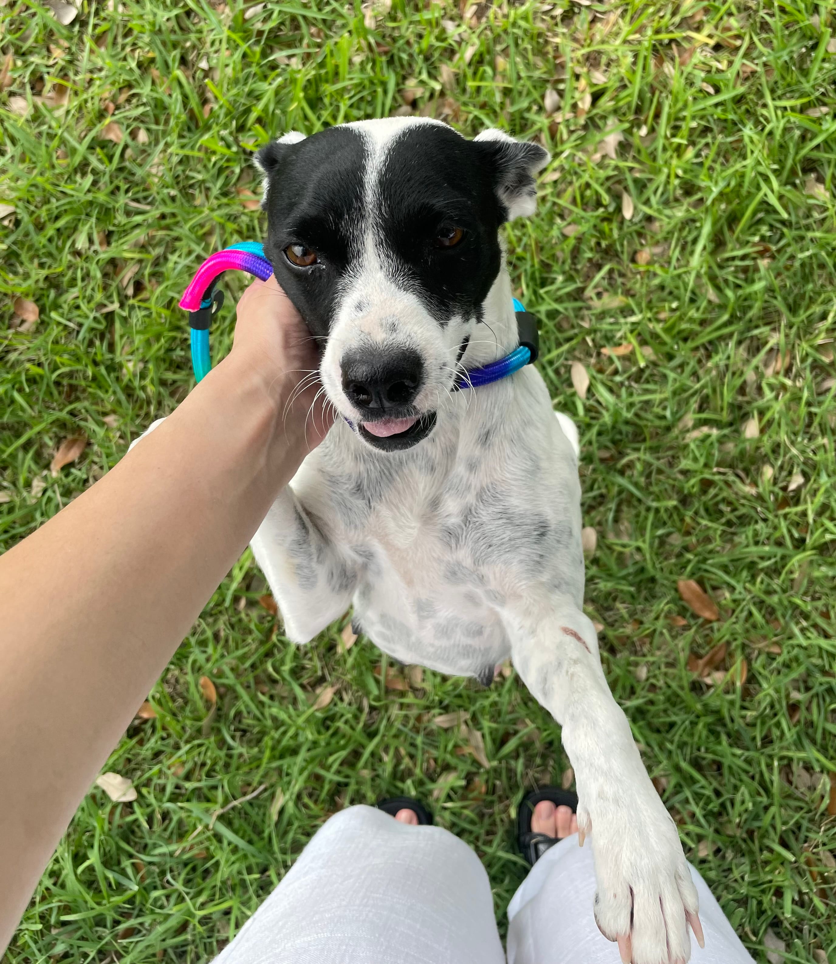 Adopt Maggie Moo Today Find Paw Pal